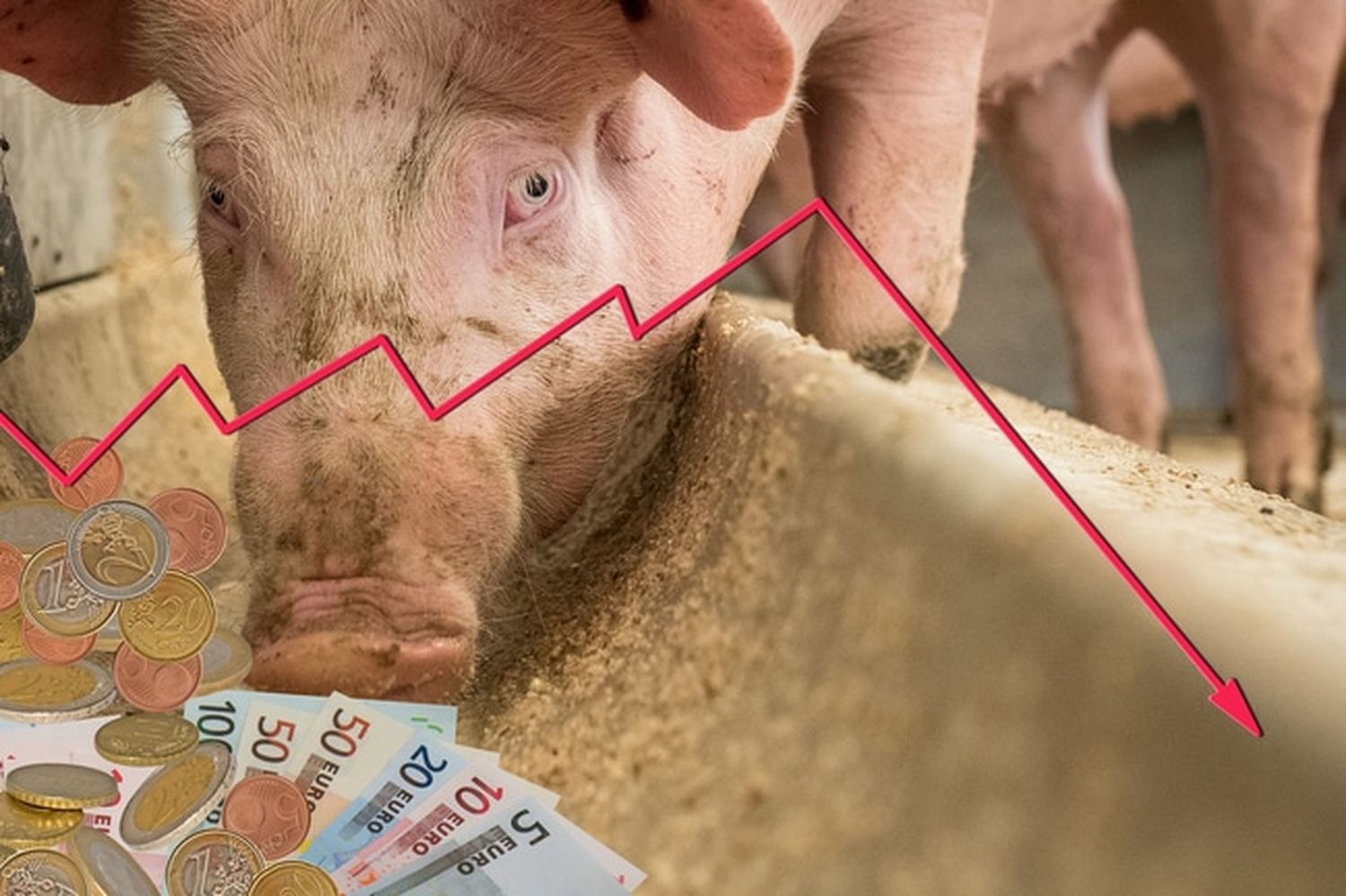 Mastschweine Preis 6 ID76475 Size650px