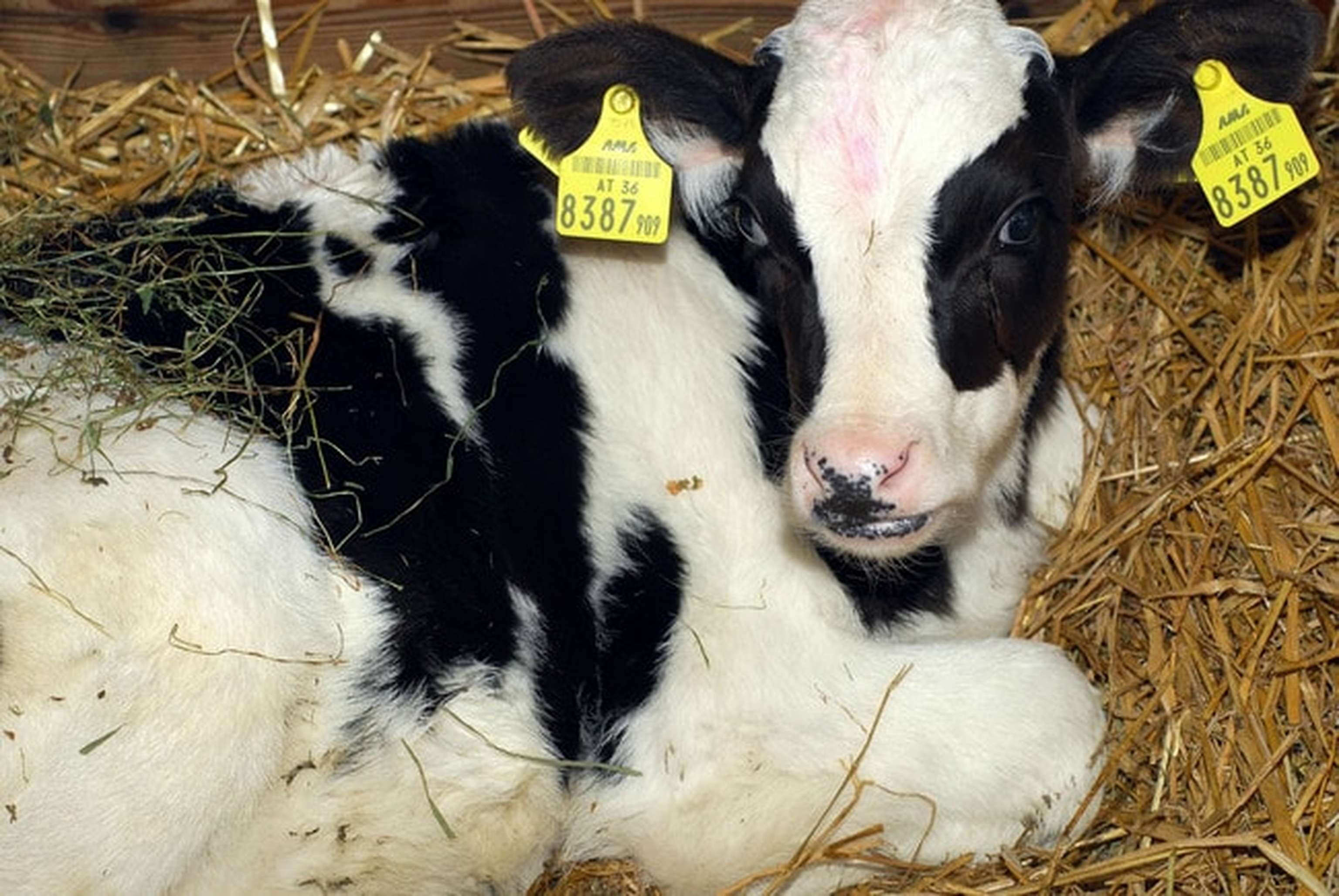 Holstein Stroh 2 ID24174 Size650px