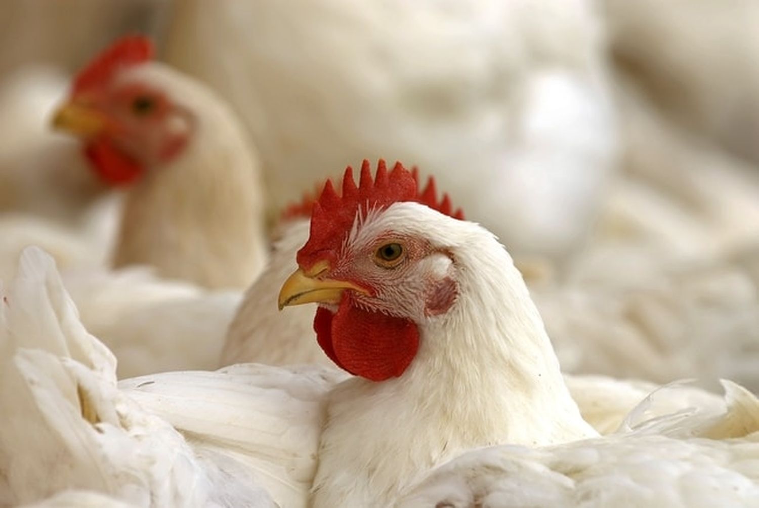 Antibiotikaresistente Keime wurden in mehr als der Hälfte von getesteten Masthühnern nachgewiesen. Foto: agrarfoto.com