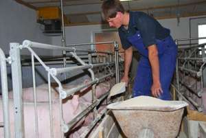 Schweine Fuettern 7 ID26784 Size650px