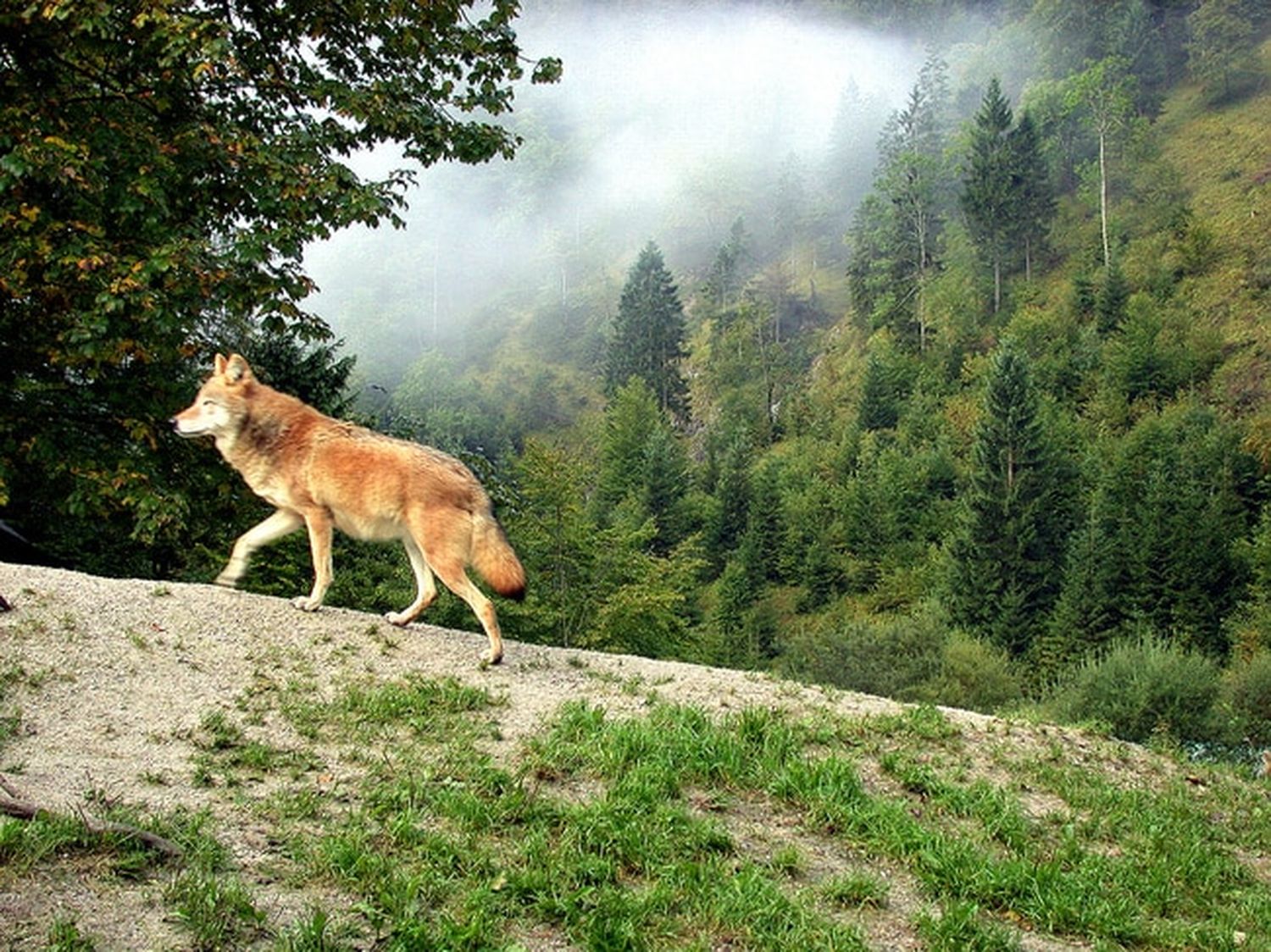 Für Problemwölfe, die Weidezäune überwinden oder in Siedlungsnähe gelangen, sieht die EU-Kommission die Möglichkeit der Entnahme vor. FOTO: agrarfoto.com