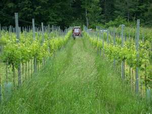 Mulchen Im Weinbau 4 ID2053 Size650px