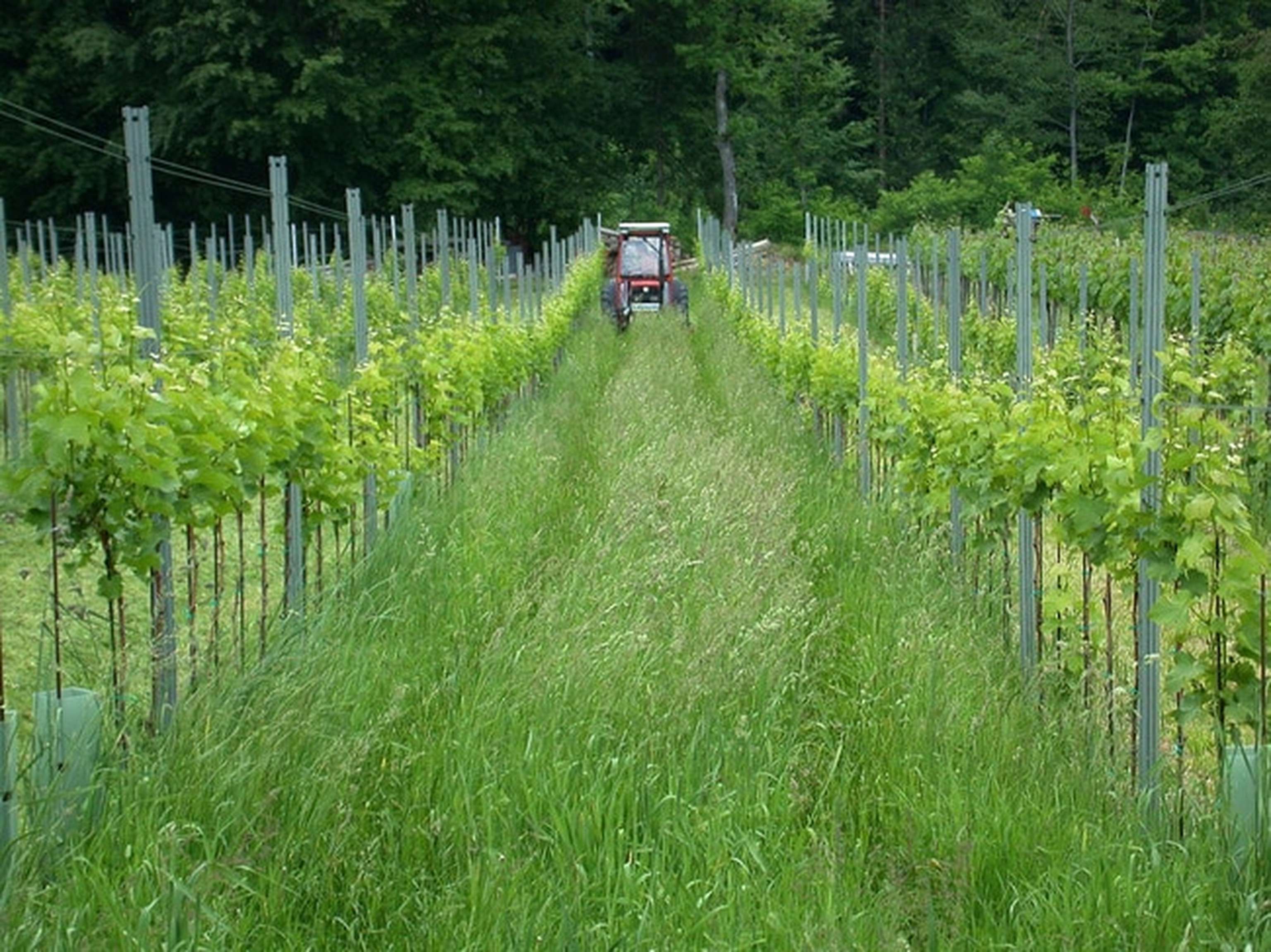Mulchen Im Weinbau 4 ID2053 Size650px