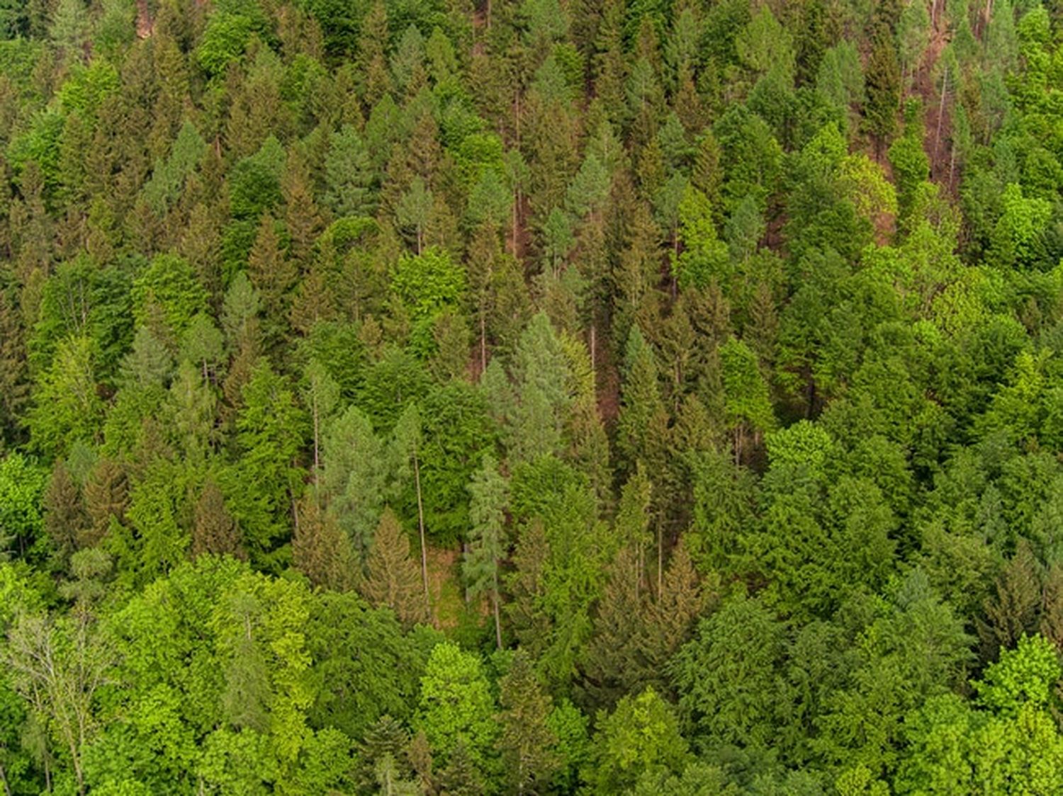 Dem naturnahen Waldbau kommt im Hinblick auf die Widerstandsfähigkeit des Waldes auch gegen Klimaextreme eine besonders wichtige Rolle zu. FOTO: agrarfoto.com