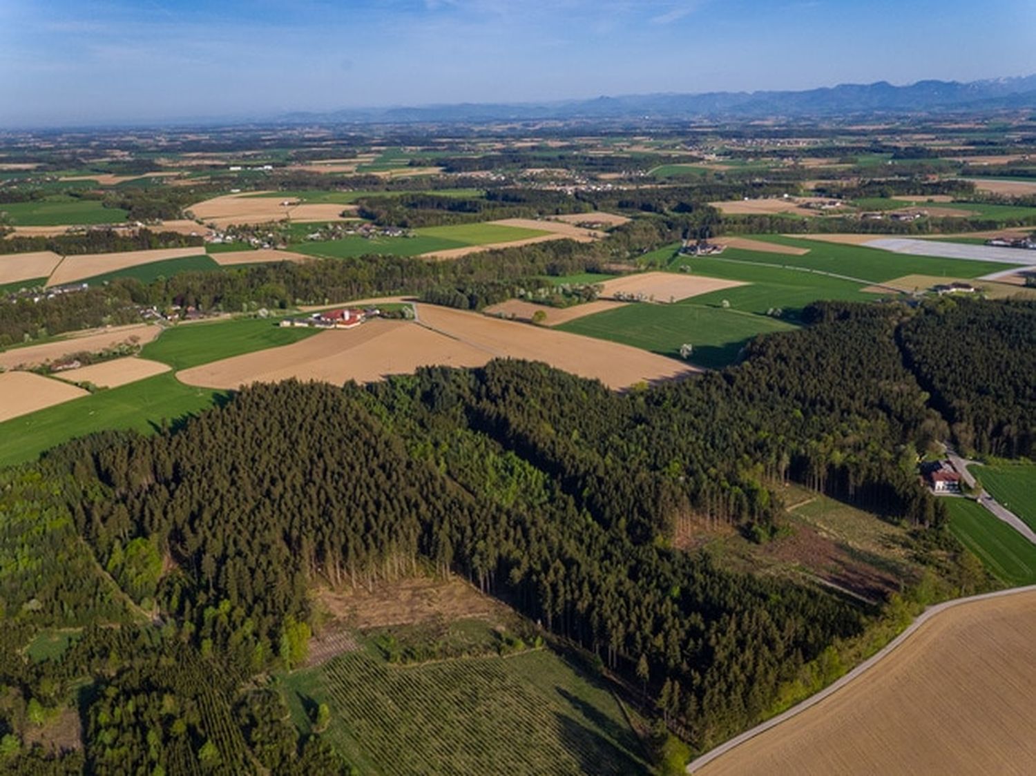 Agroforstwirtschaft ist die Integration von Baum- oder Gehölz-Elementen in landwirtschaftliche Nutzungsformen auf der gleichen Fläche. FOTO: agrarfoto.com