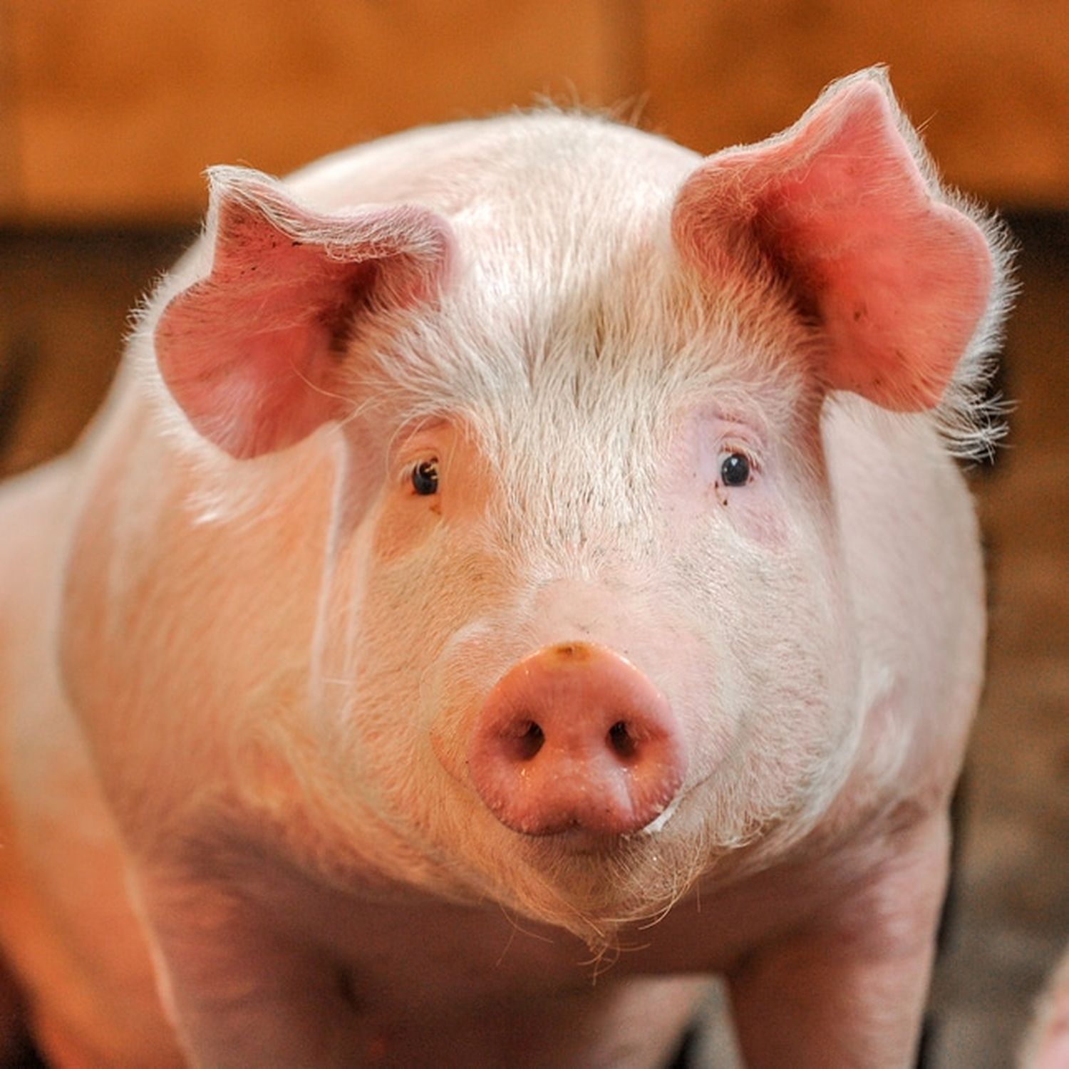 Schwein
