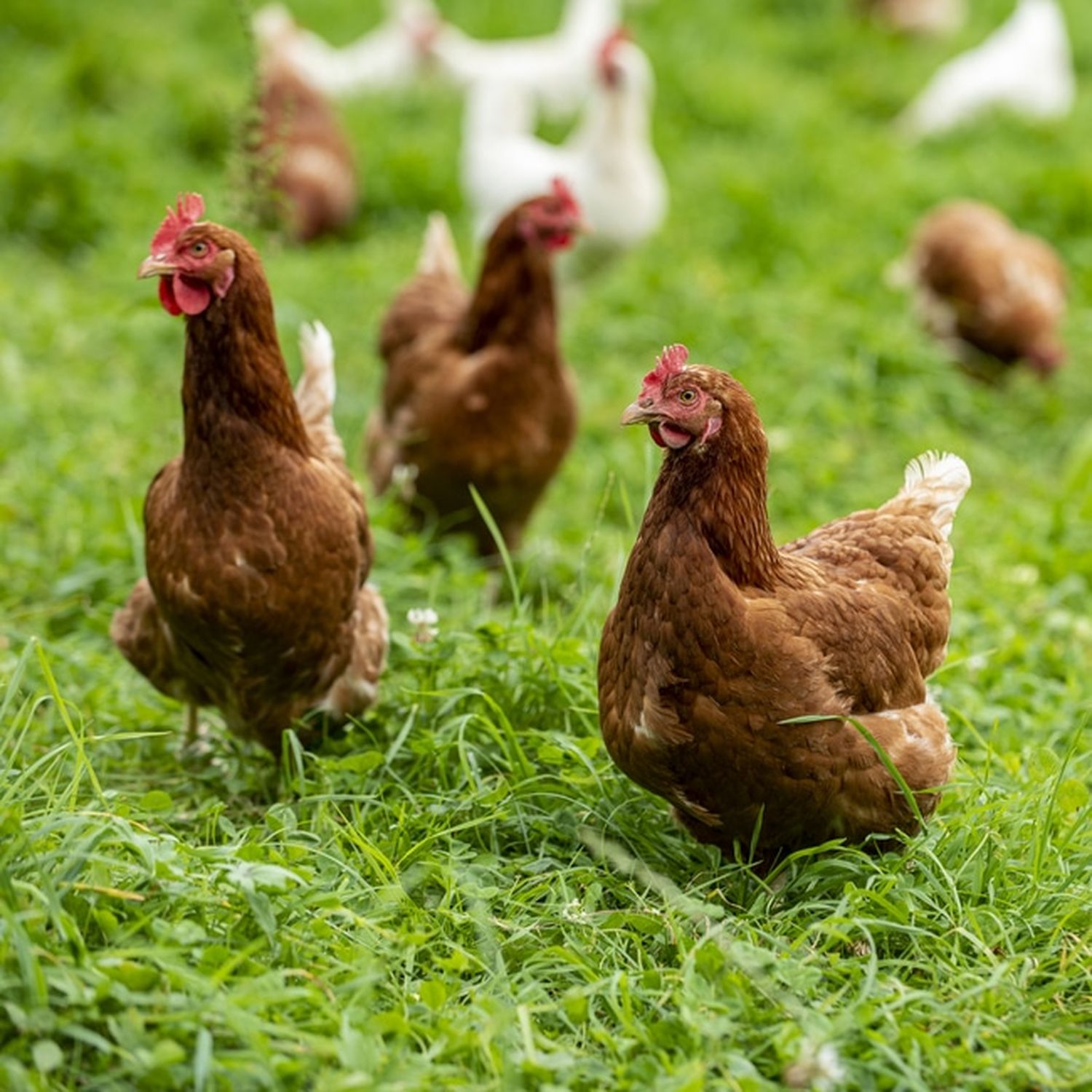 Die Vogelgrippe bedroht vor allem Geflügel. FOTO: agrarfoto.com