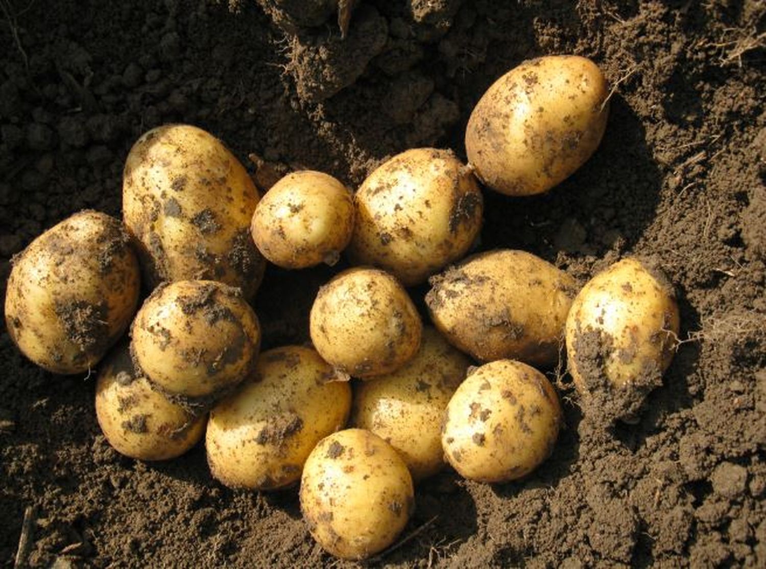 Kartoffeln