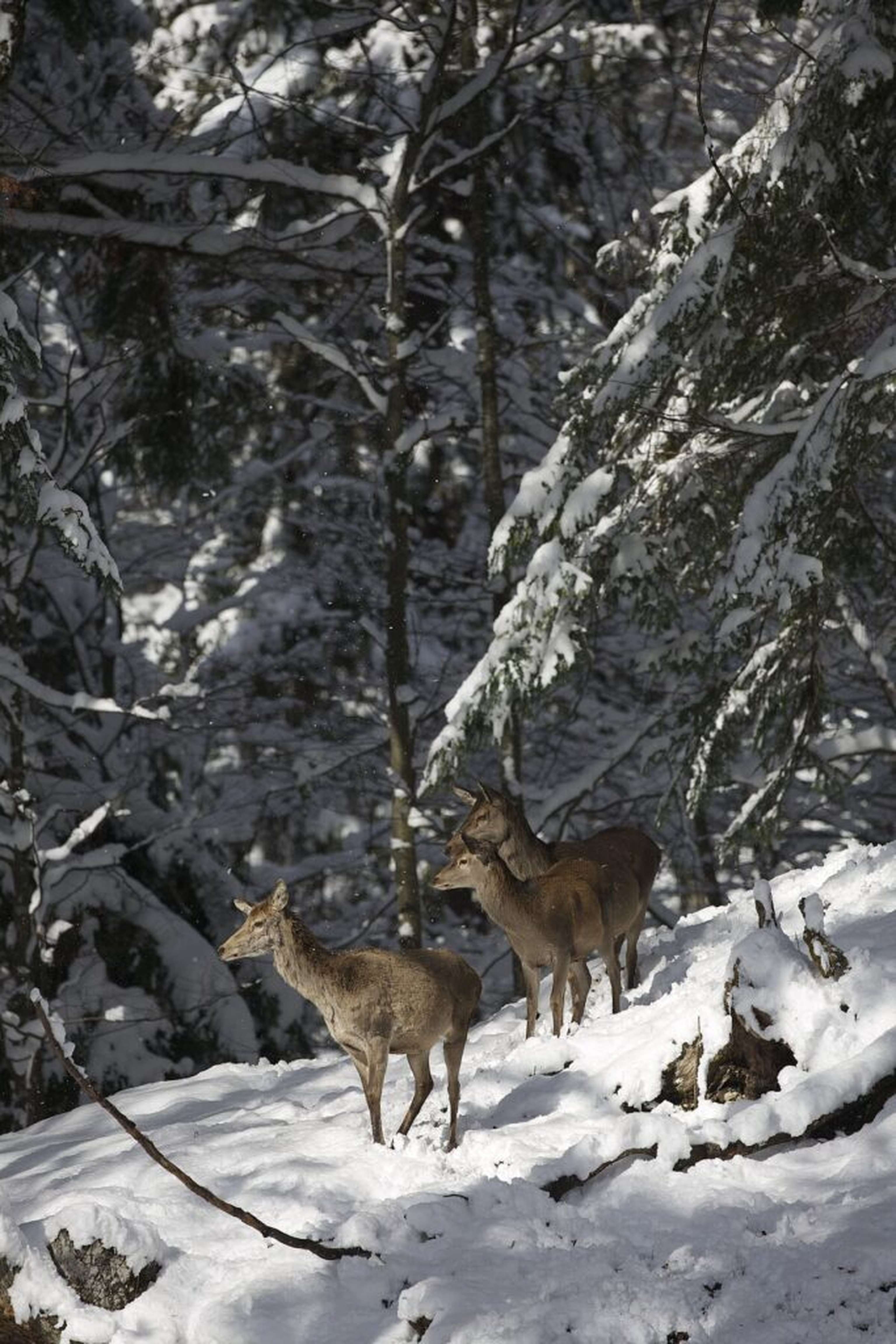 Oberstes Gebot ist Abstandhalten von den Tieren. Auch Fütterungen sollten vermieden werden.