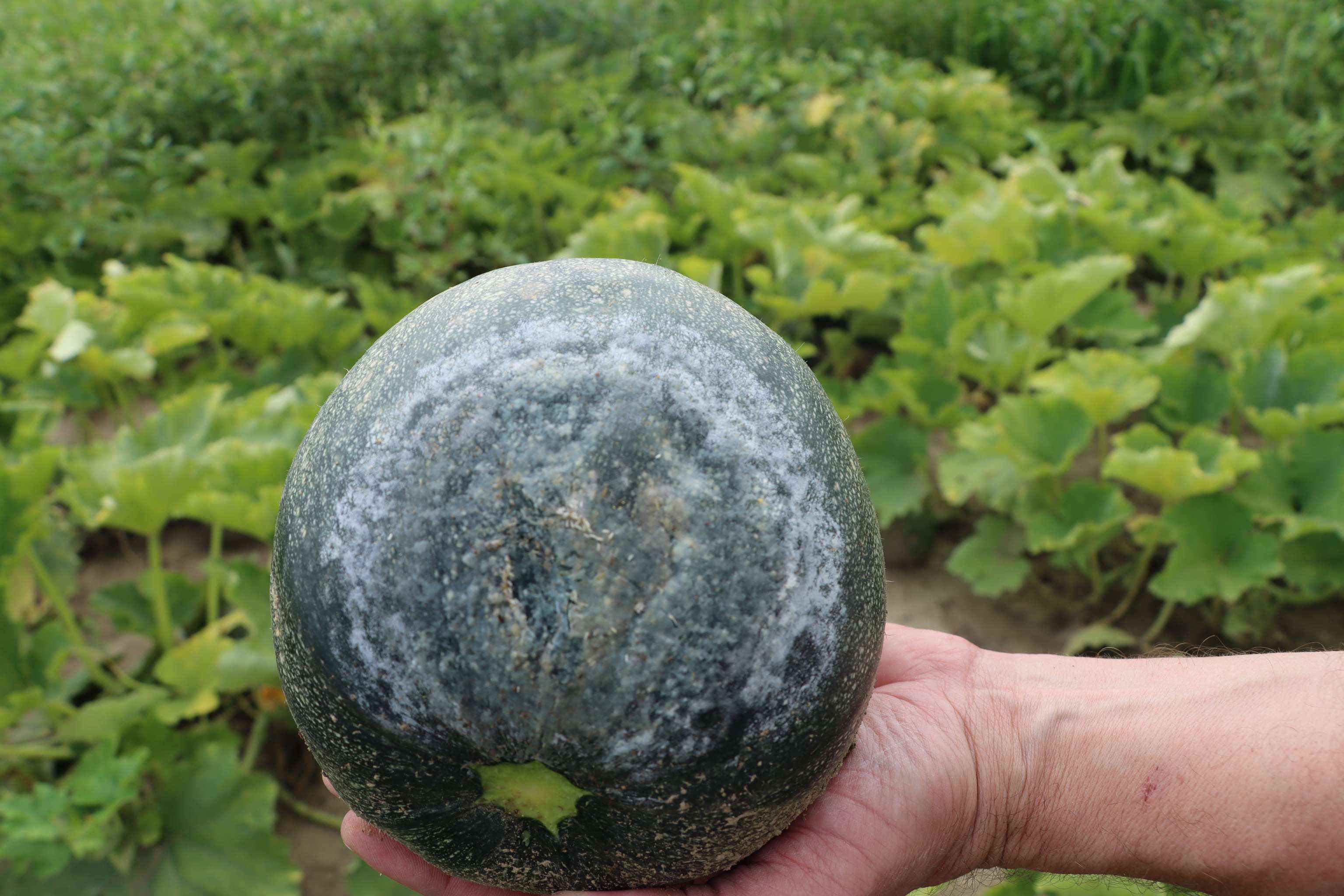 Phythophthora capsici