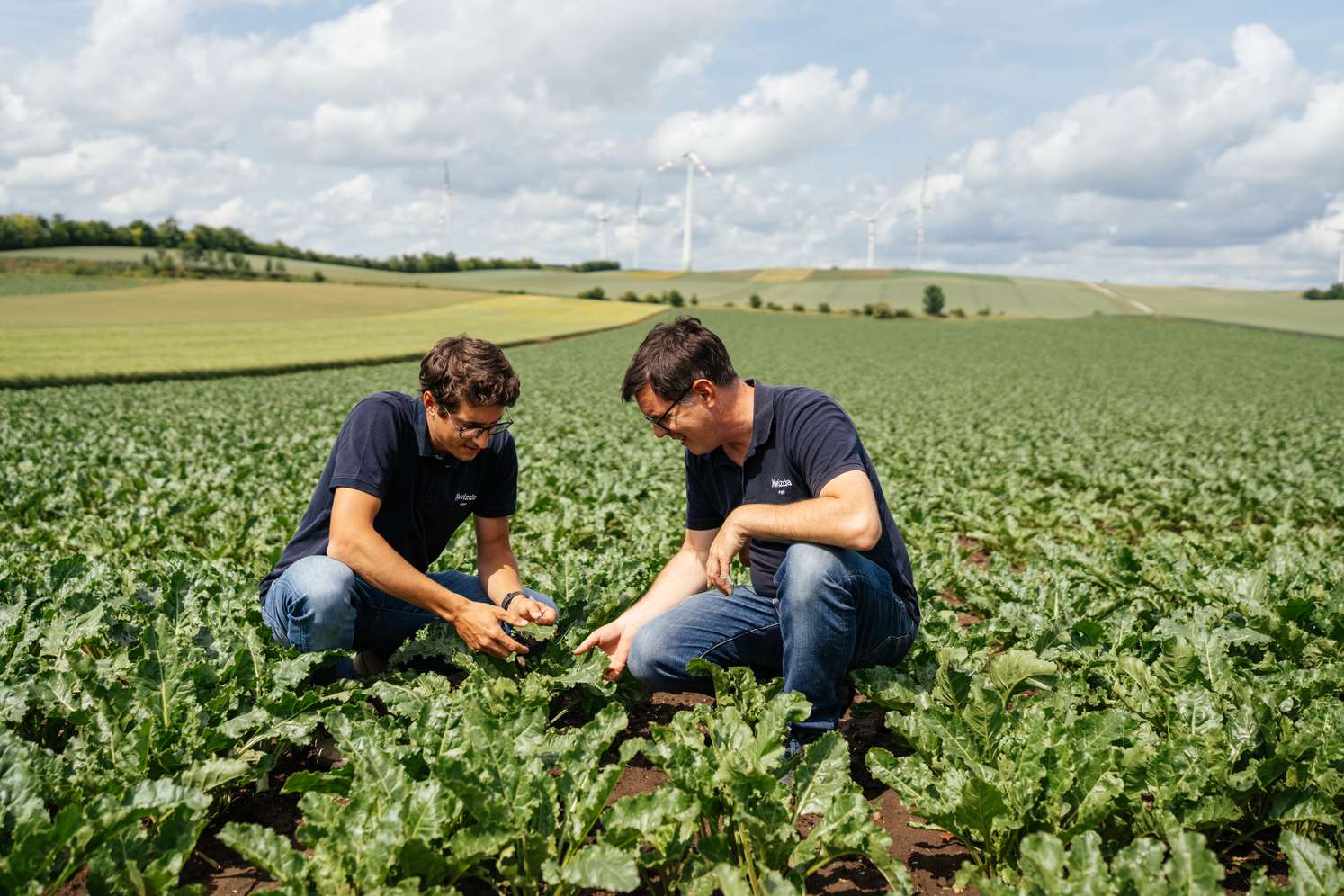 Zwei Männer in einem Zuckerrübenfeld