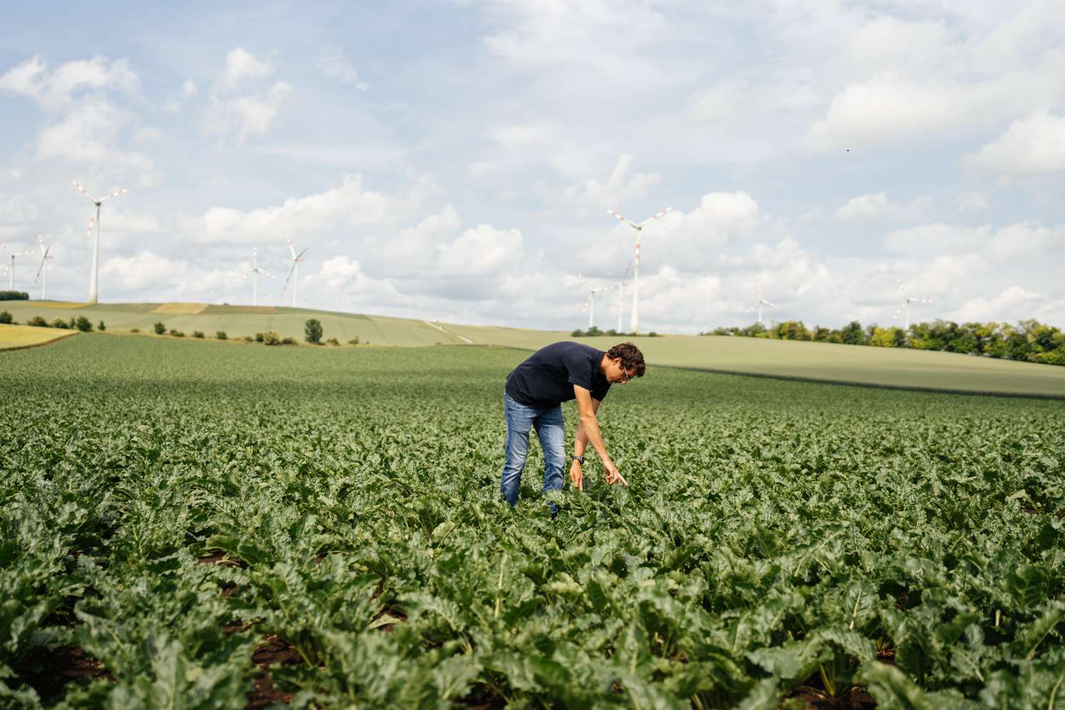 Ein Mann in einem Zuckerrübenfeld