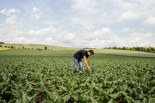 Ein Mann in einem Zuckerrübenfeld
