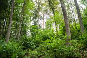 Wald