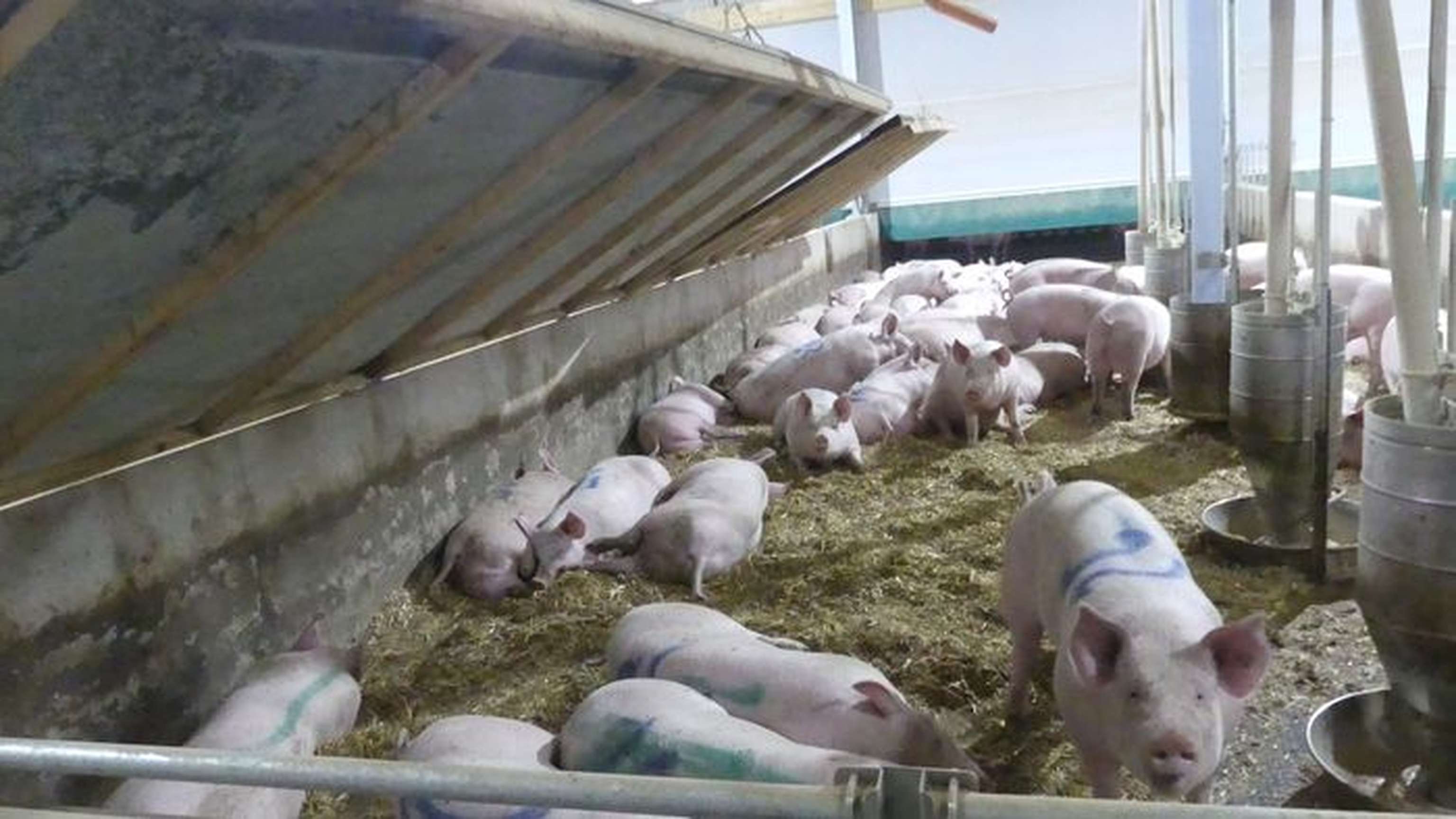 06 W Pigport 5 Deckel Halb Oben