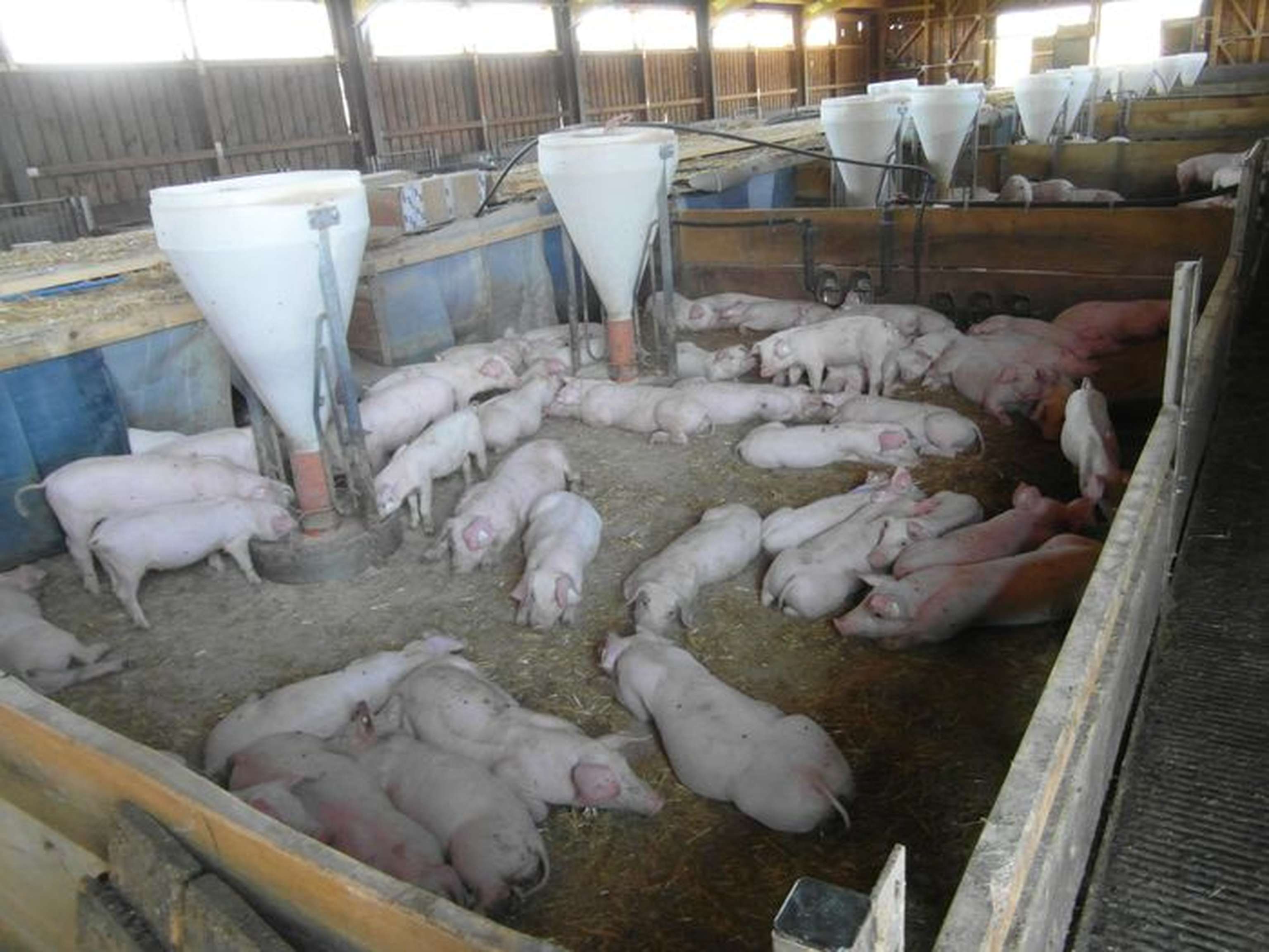 05 W Ferkelaufzucht Liegebereich