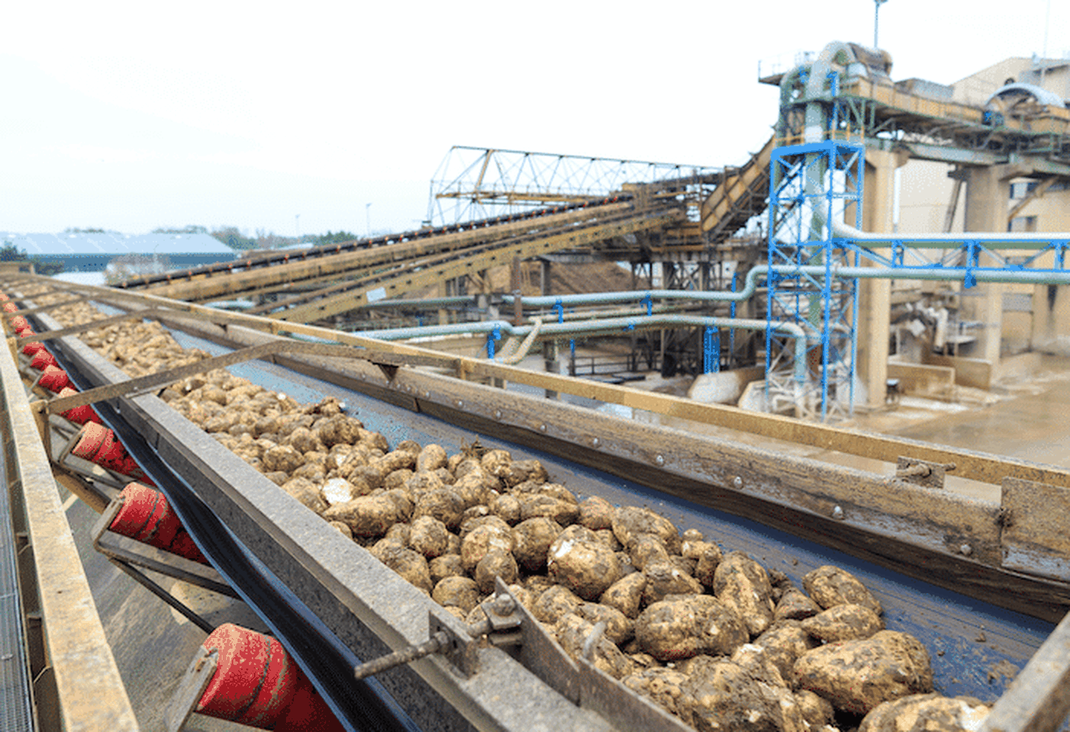 In Österreich wurden auf einer Erntefläche von rund 28.000 ha aus rund 2,0 Mio. t Rüben (Vorjahr 2,1 Mio. t) 300.000 t Zucker gewonnen.