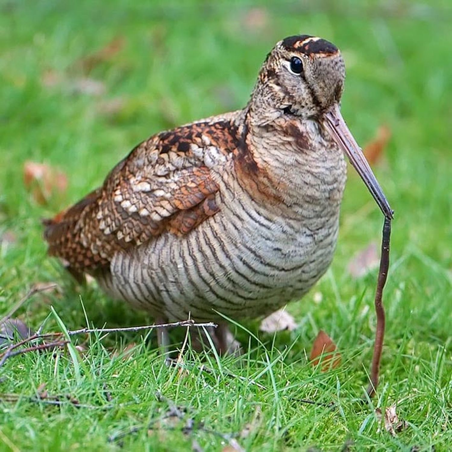 In NÖ sind die Bestände der Waldschnepfe trotz Frühjahrsbejagung stabil.