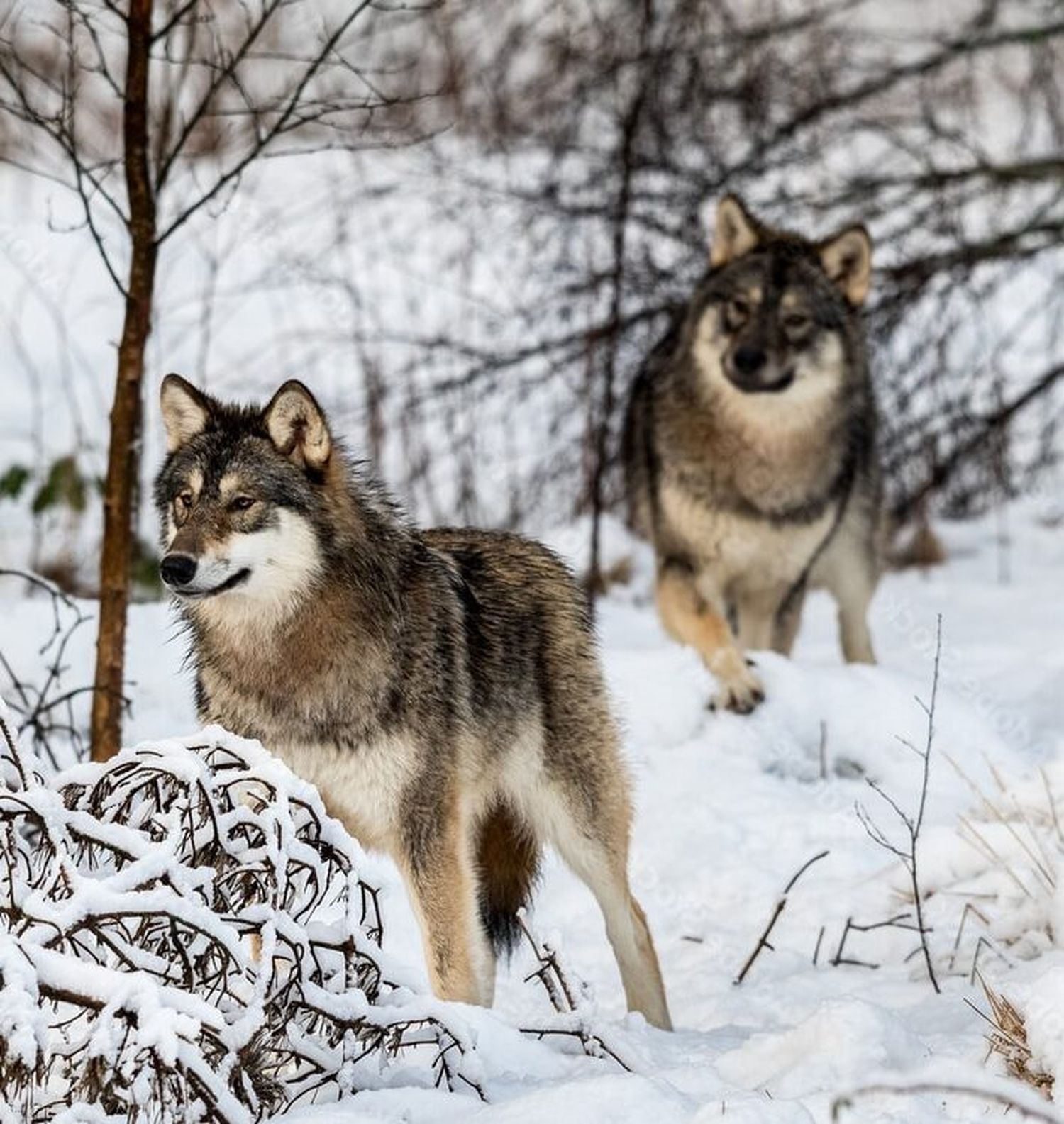 In Schweden dürfen Wölfe unter bestimmten Voraussetzungen in ausgewählten Gebieten durchgehend sechs Wochen im Jahr legal bejagt werden.