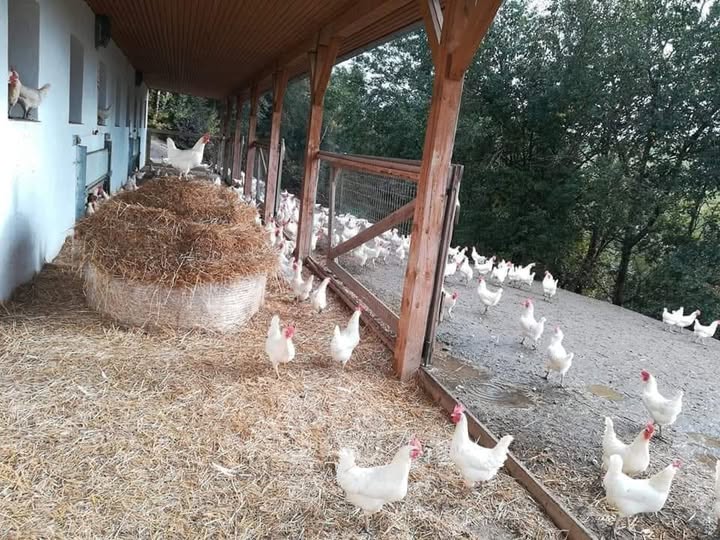 Bild von Anzeige: Wir verkaufen 1 jährige Bio-Legehennen am 2. Mai 2026