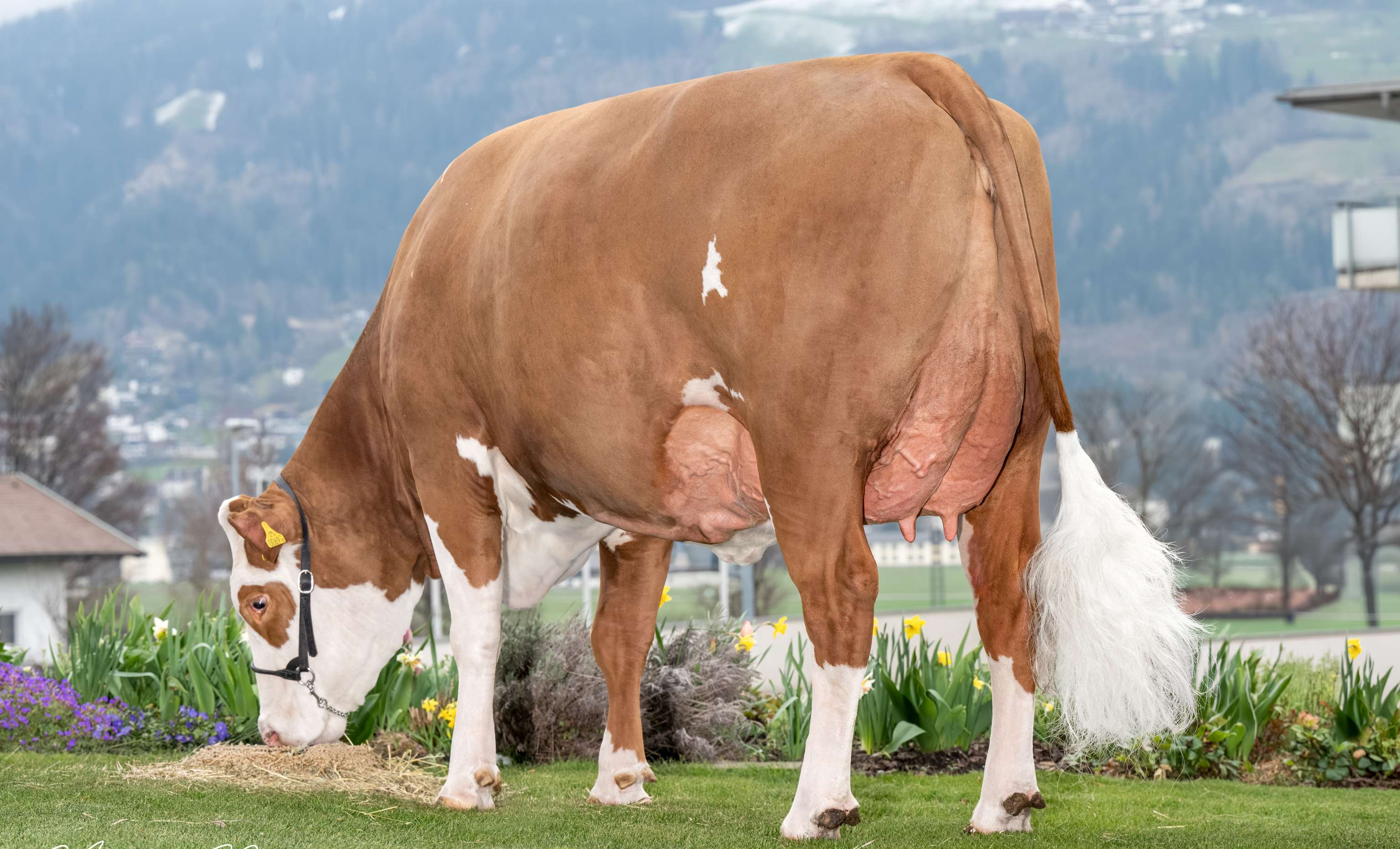 „Hollywood“ aus dem Betrieb von Markus Gramshammer (Vomp in Tirol) zeigt die Stärken der heimischen Fleckvieh-Genetik.