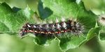 Distelfalter