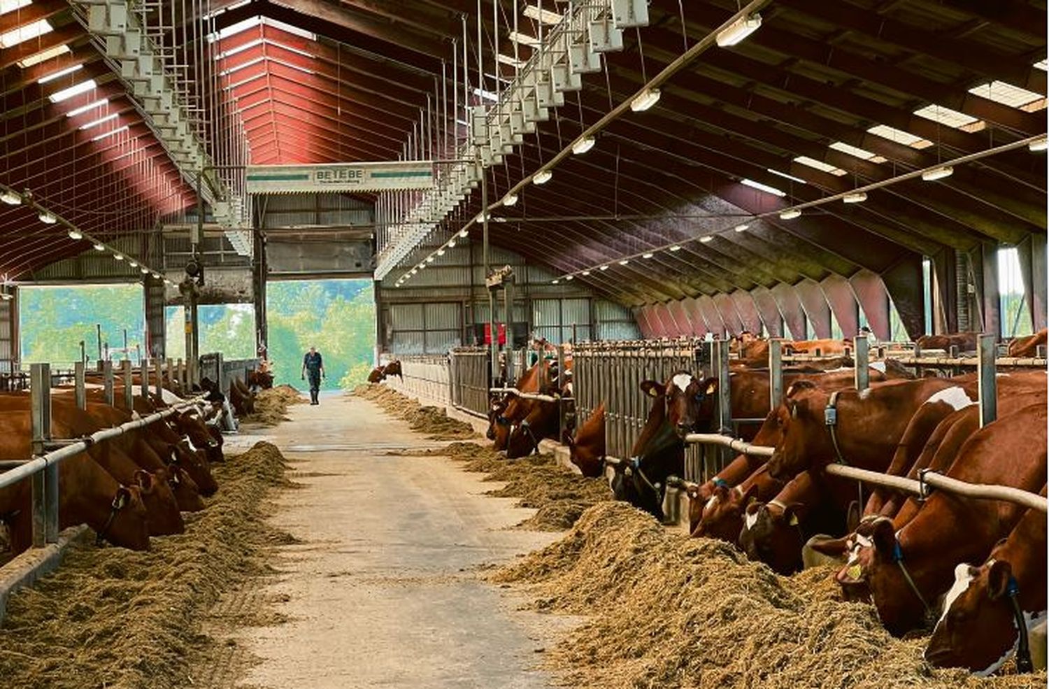 Milchviehstall