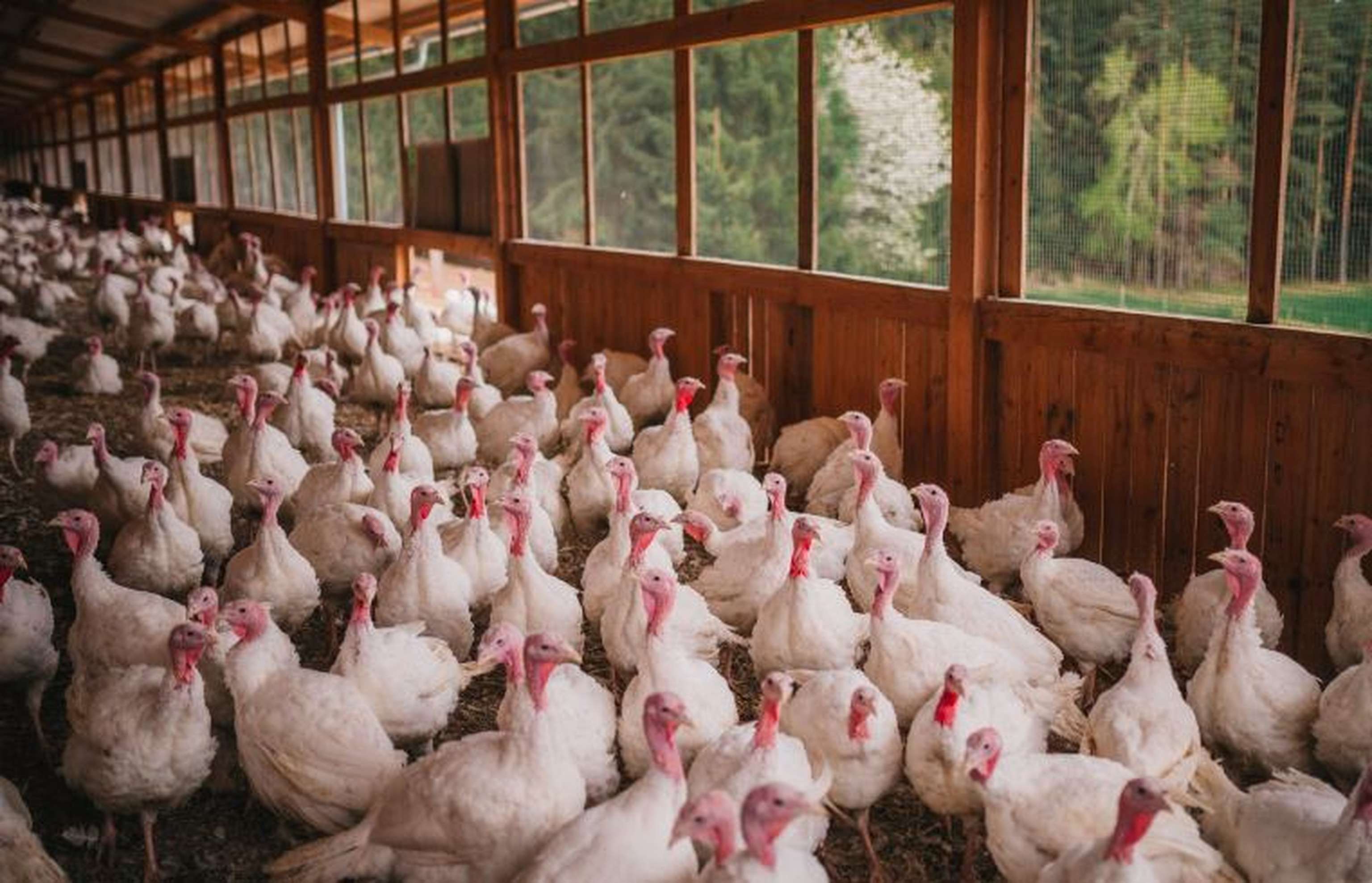 Puten im Außenscharrraum