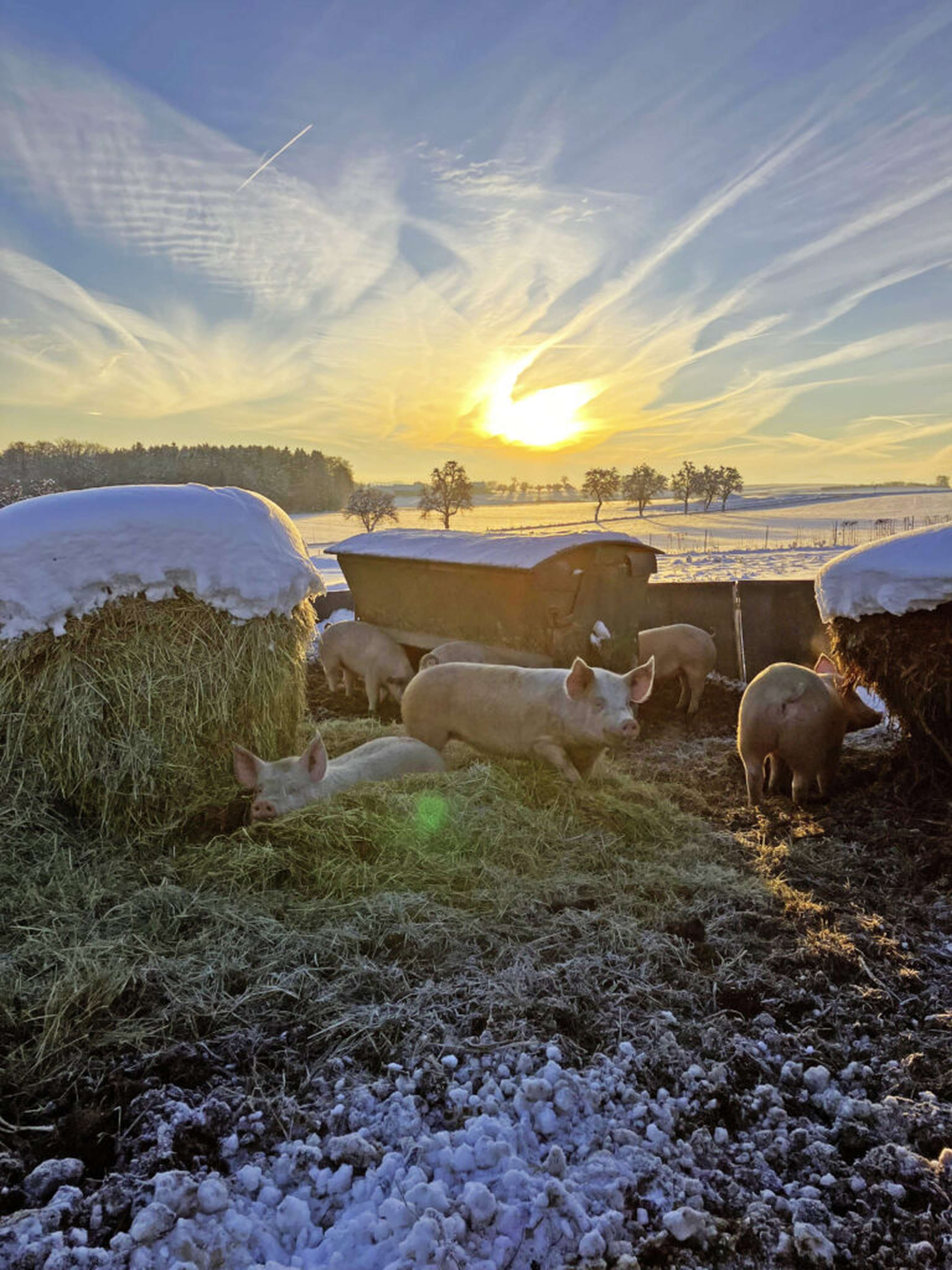 Die Wanderschweine am Kirnbauhof in Oberösterreich.