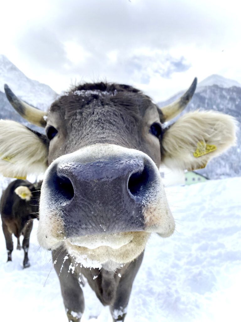 Kuh Helma genießt ihren Winterauslauf in Pettnau am Arlberg.