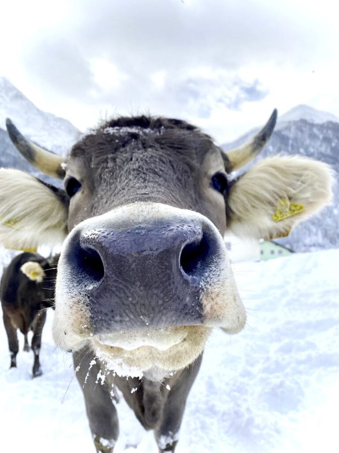 Kuh Helma genießt ihren Winterauslauf in Pettnau am Arlberg.