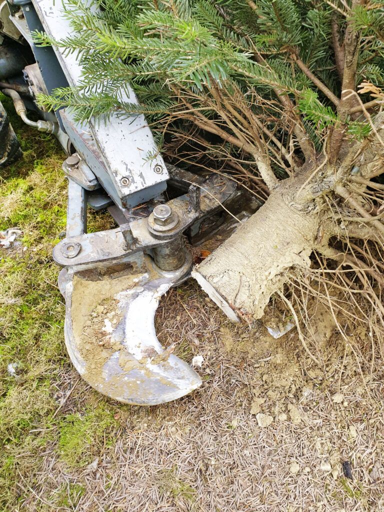 Mit dem „Christbaumschneider“ werden die Bäume abgeschnitten.