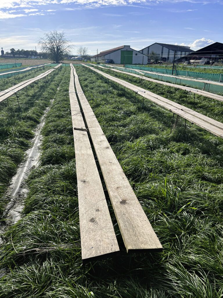 In den eingezäunten Feldern gedeihen die Schnecken. Auf einen Quadratmeter kommen rund 280 Schnecken.