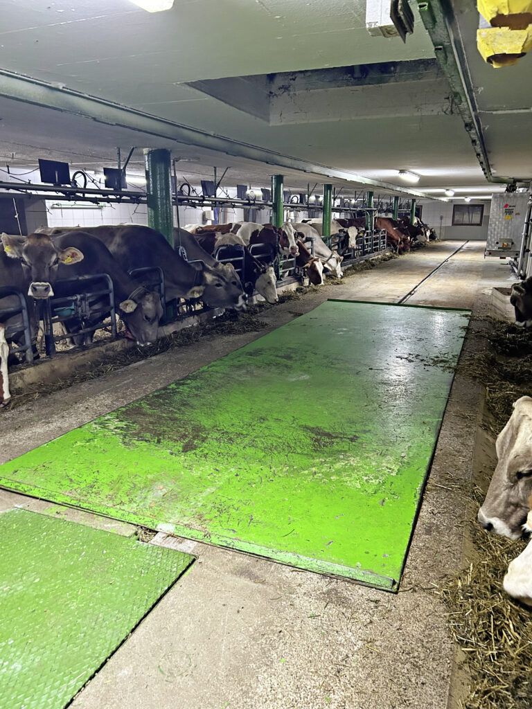 Der Kuhstall am Neuhäusl-Hof vor dem Umbau im vergangenen Sommer.