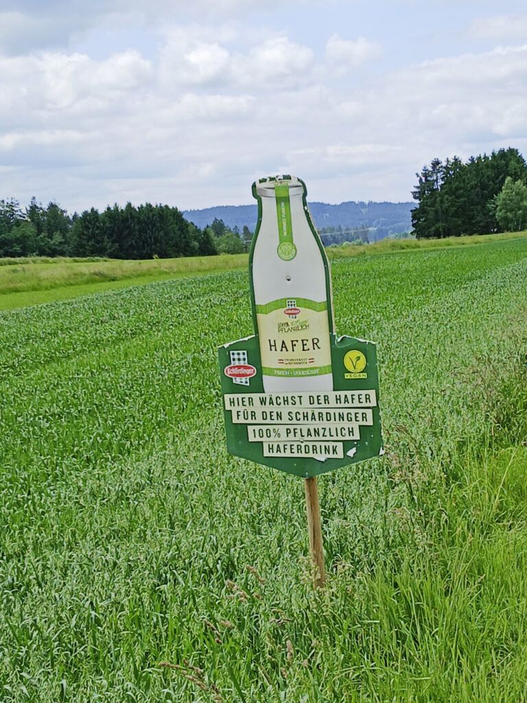 Etwa 30 Tonnen Hafer produzieren die Koppensteiners pro Jahr, ausschließlich zu Verarbeitungszwecke.