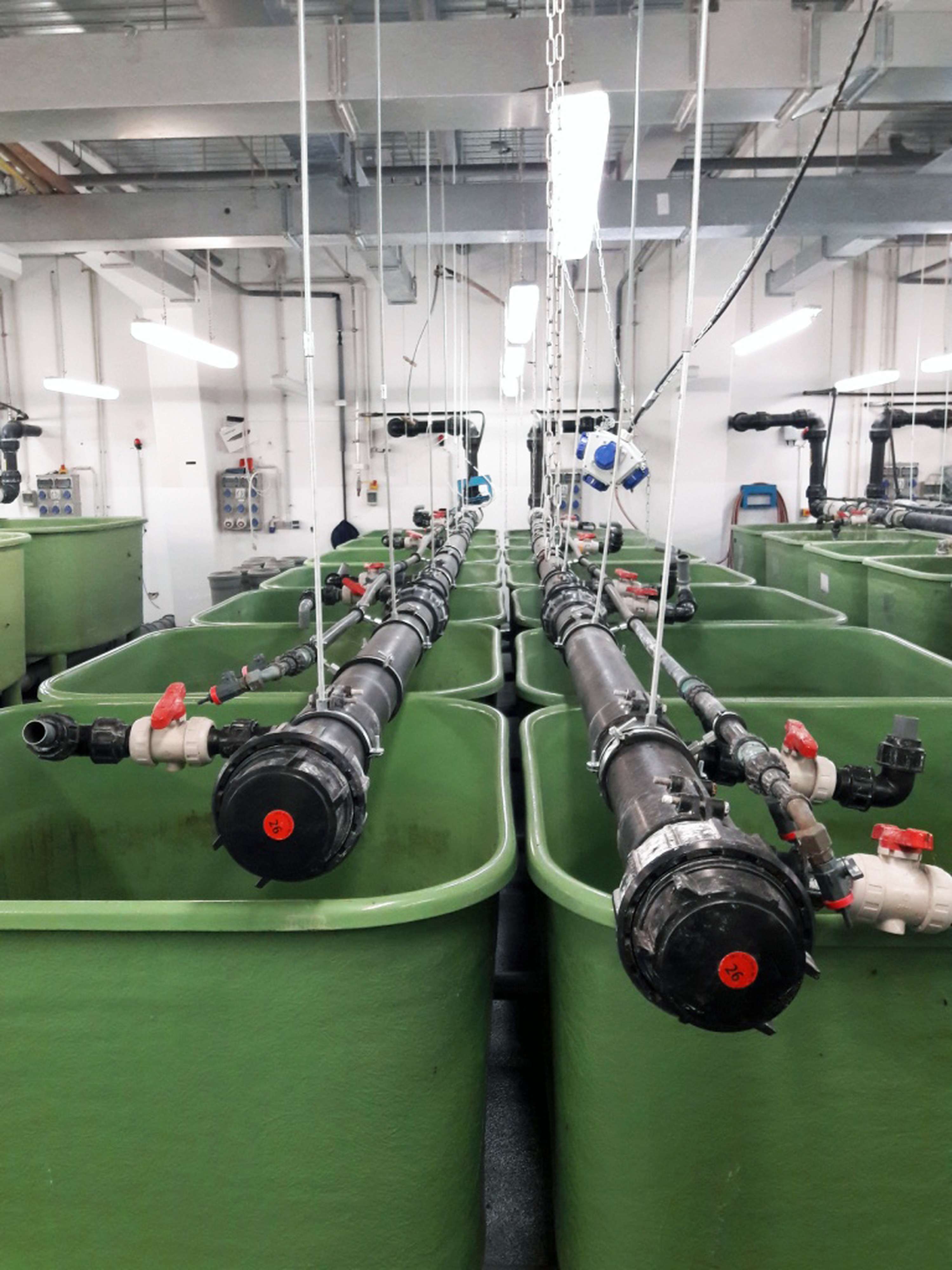 Green tanks with pipes and valves are arranged in rows inside an industrial aquaculture facility. Overhead lights illuminate the space.