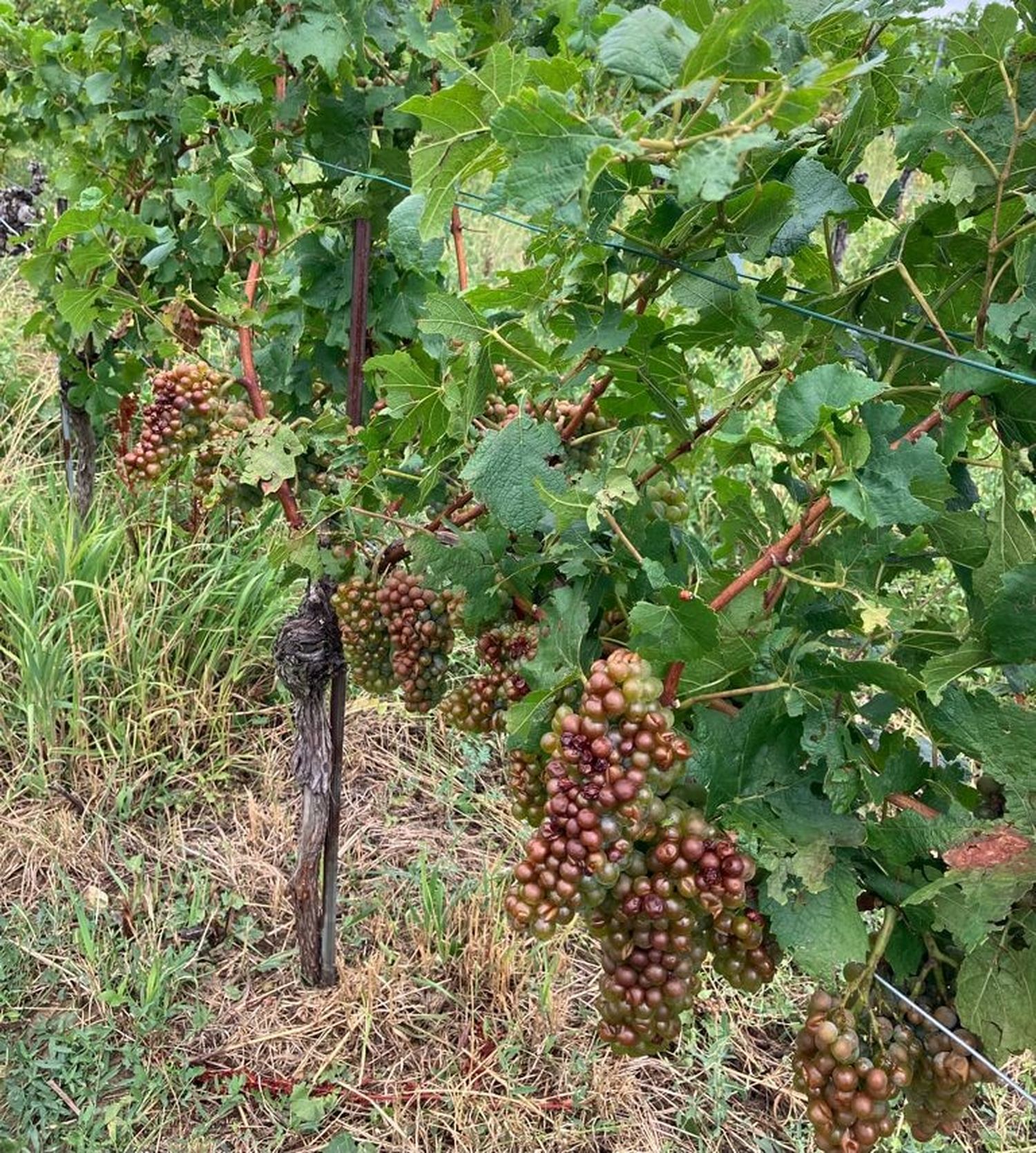 Hagel-Wein-Wien