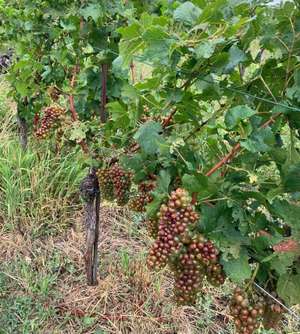 Hagel-Wein-Wien