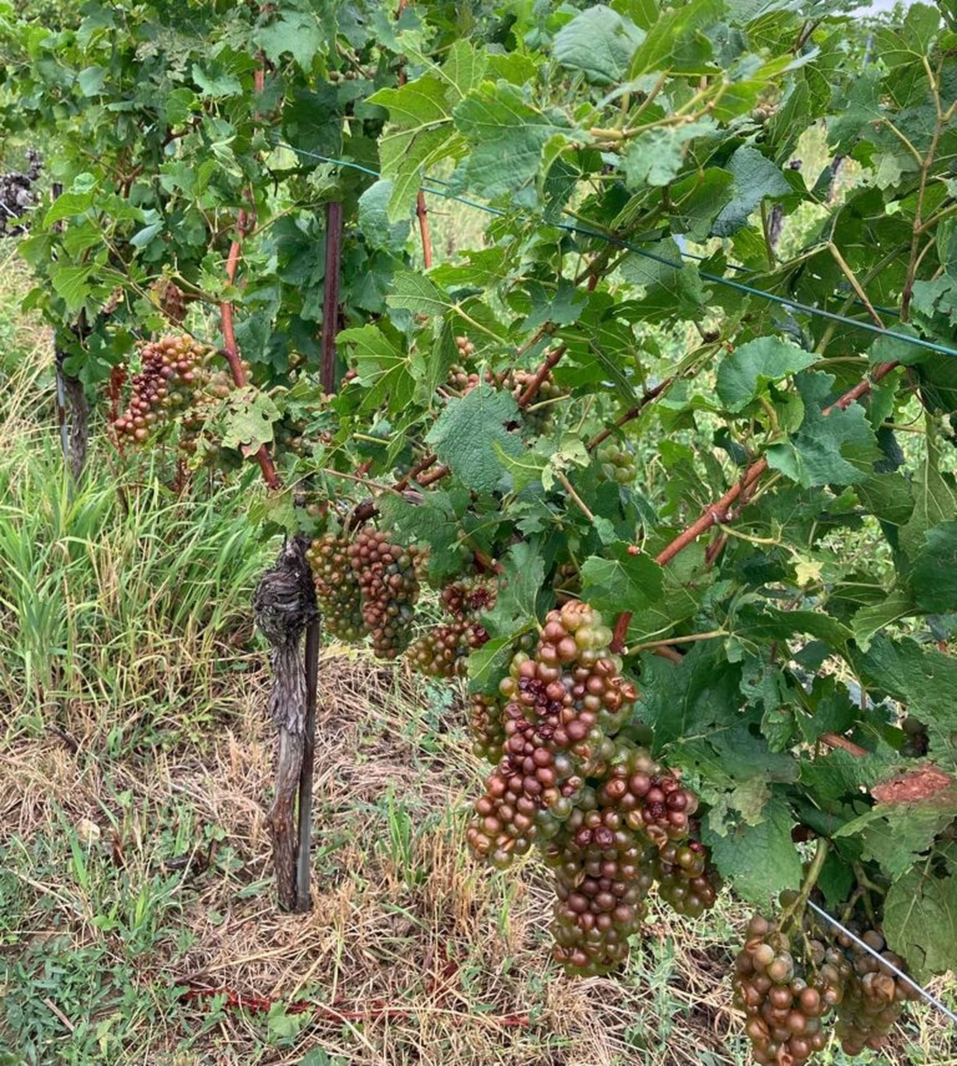 Hagel-Wein-Wien