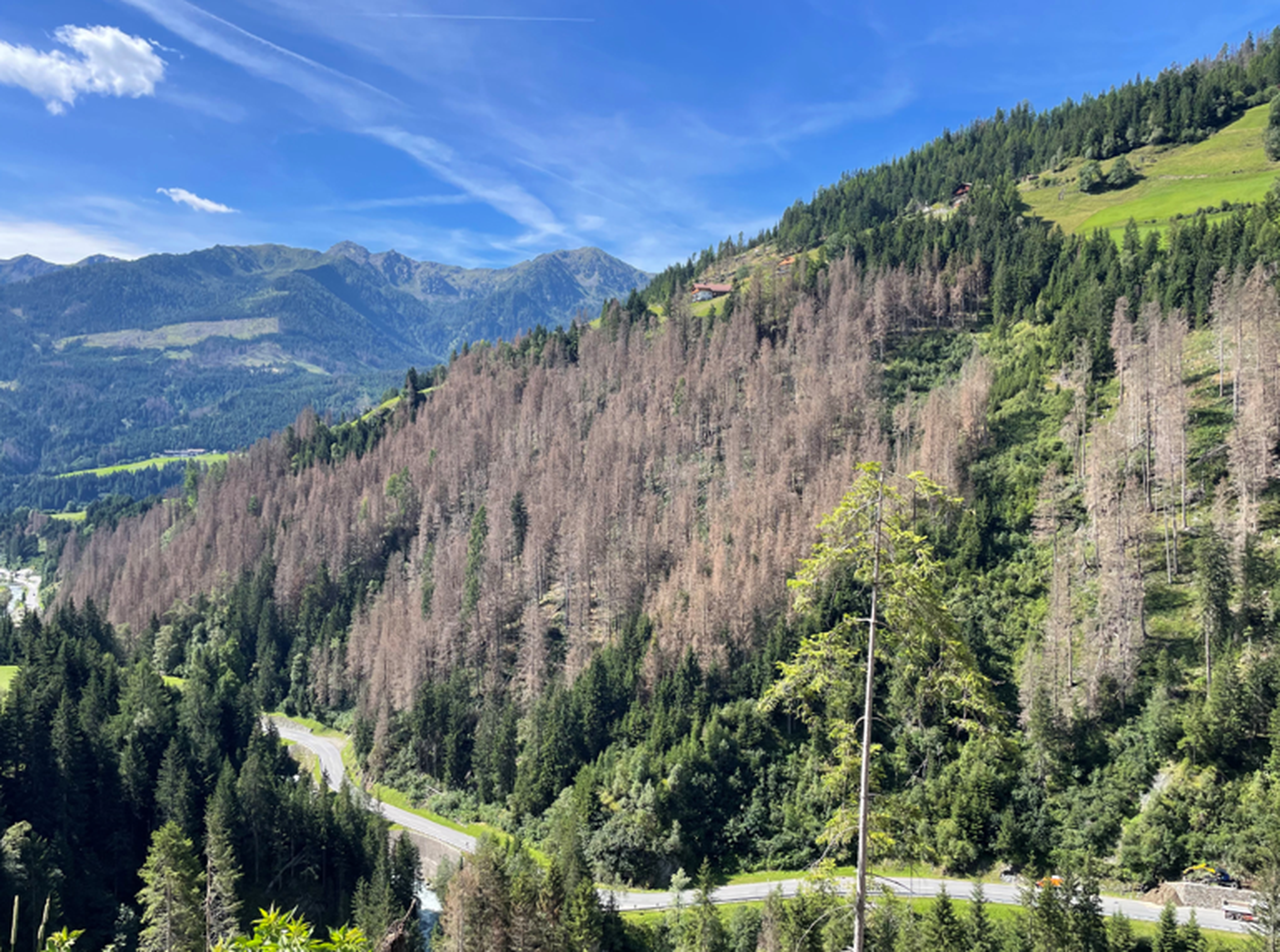 Alpenpanorama mit abgestorbenen Nadelbäumen am Berghang, kurvenreicher Straße im Tal, grünen Wiesen und blauem Himmel.
