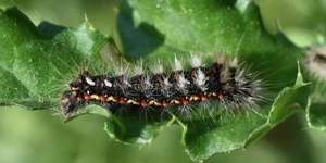 Raupe des Distelfalters