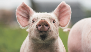 Schweine