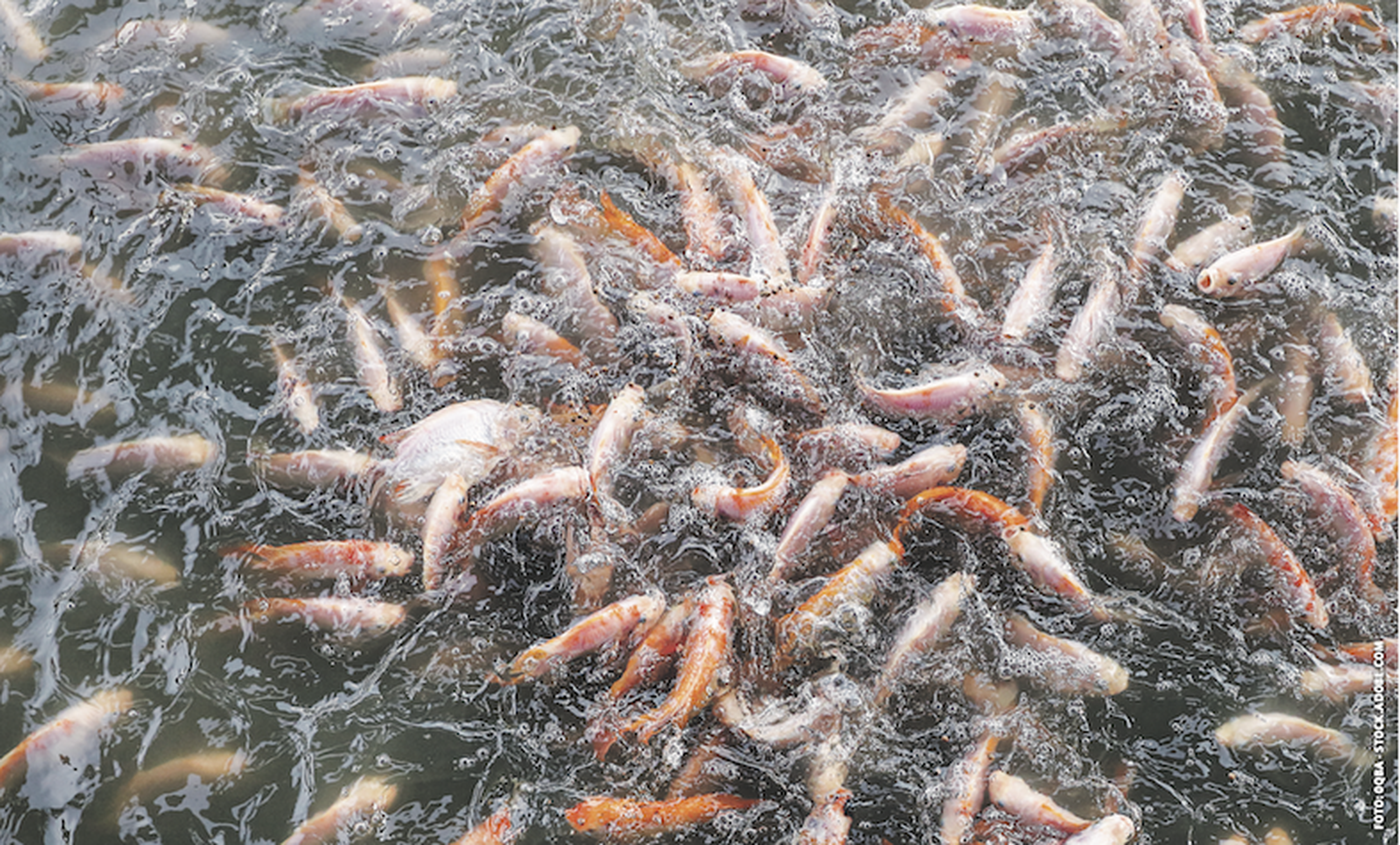 Tilapia-Barsche zählen weltweit zu den wichtigsten Aquakultur-Fischen. Stark gestiegene Soja-Preise verteuern auch hier das Produkt. Foto: 0qba – stock.adobe.com