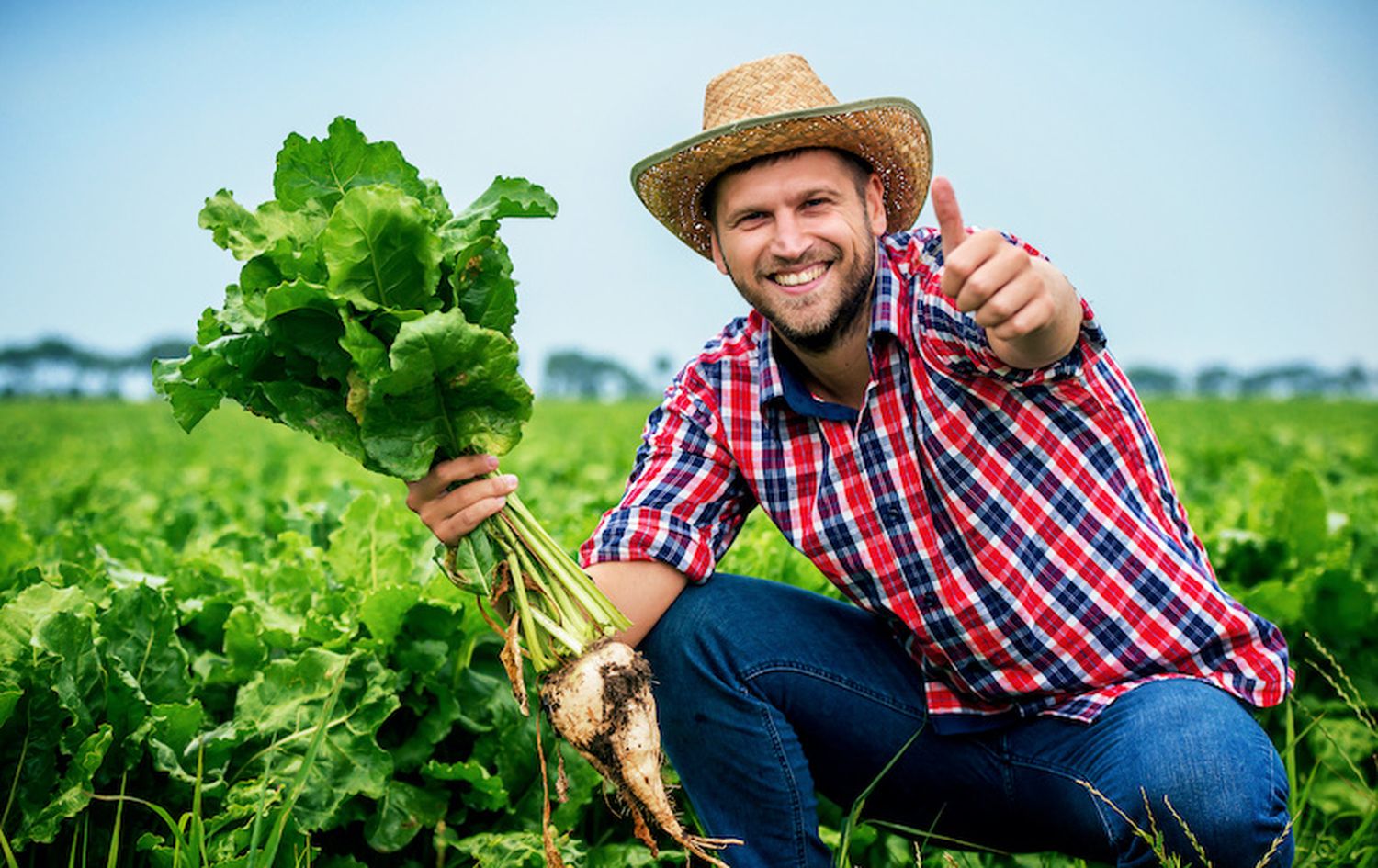 Farmer checking crop in a sugar beet field. Agricultural concept