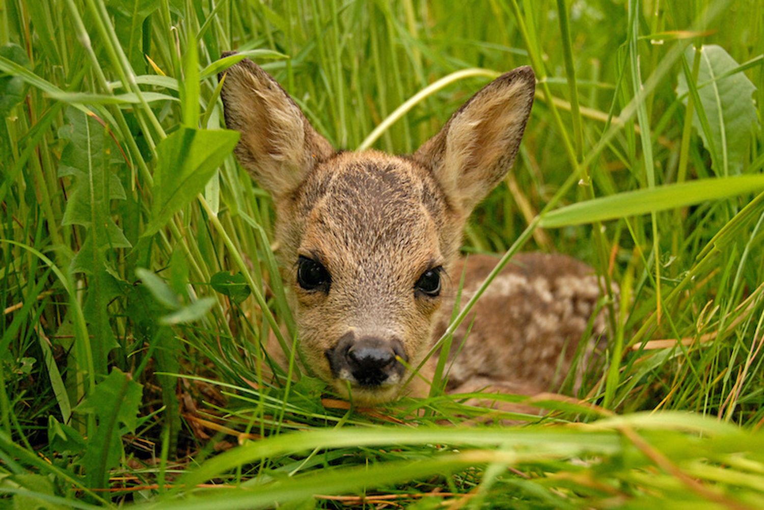 Bambi