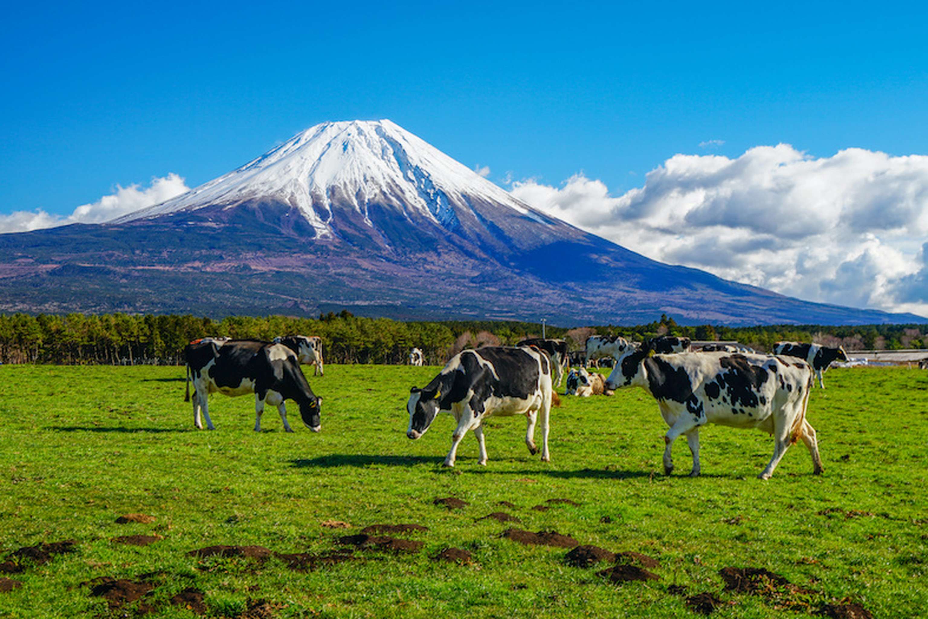 静岡県 富士山 牛 朝霧高原