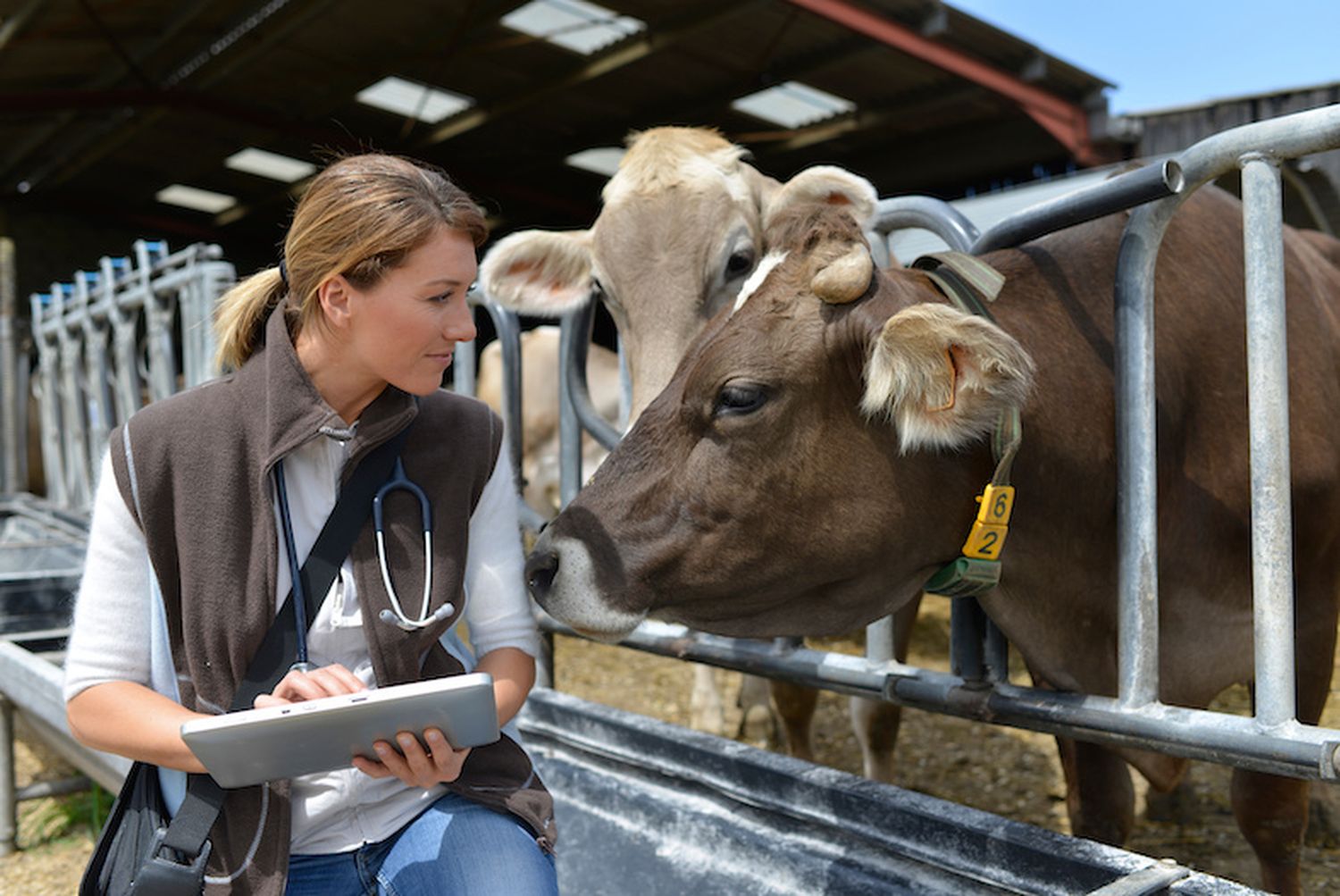 Veterinarian Checking On Herd’s Health In Barn