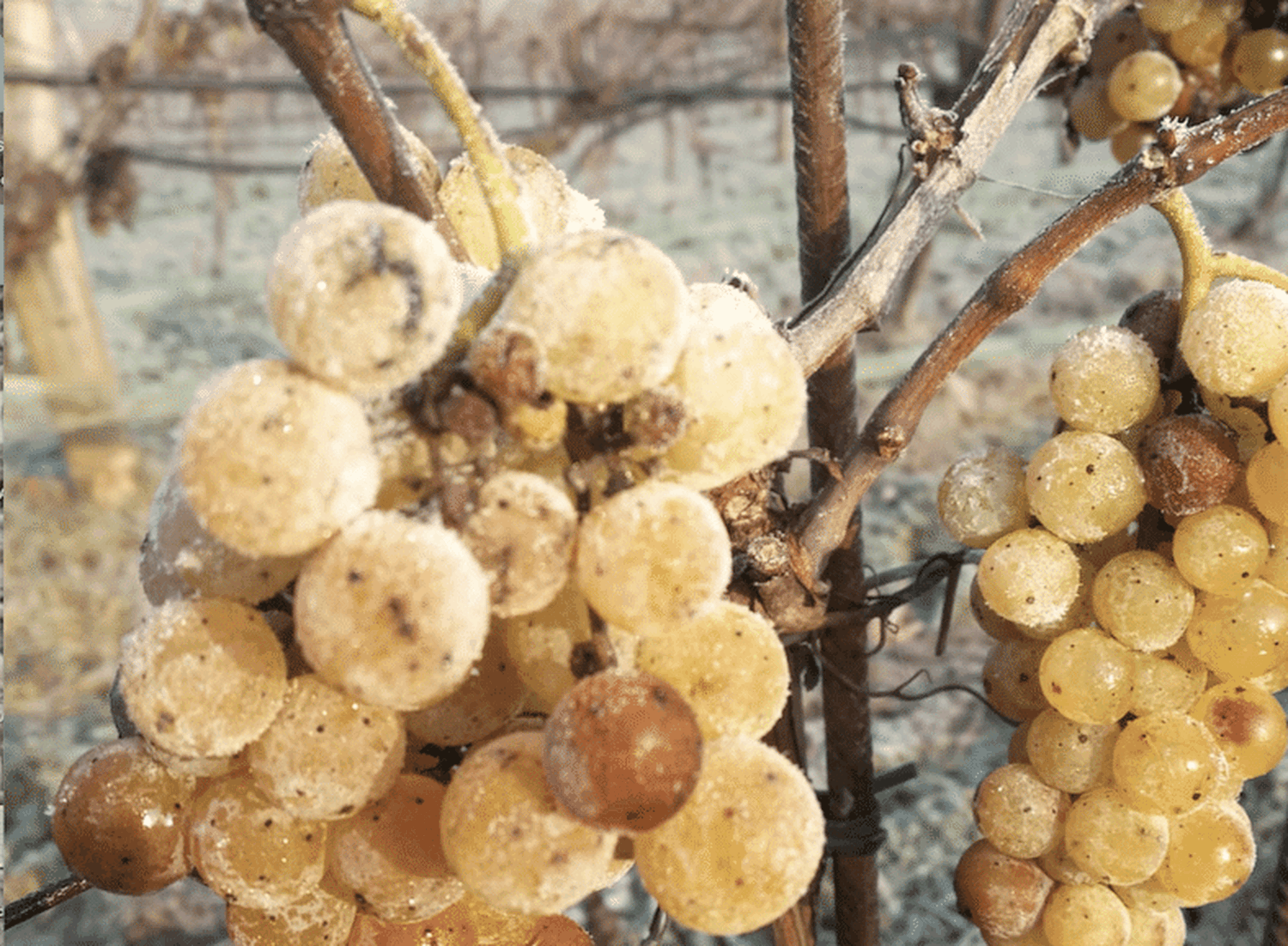 1. März: ein ungewöhnliches Datum für die Eisweinlese FOTO: Julius Hafner