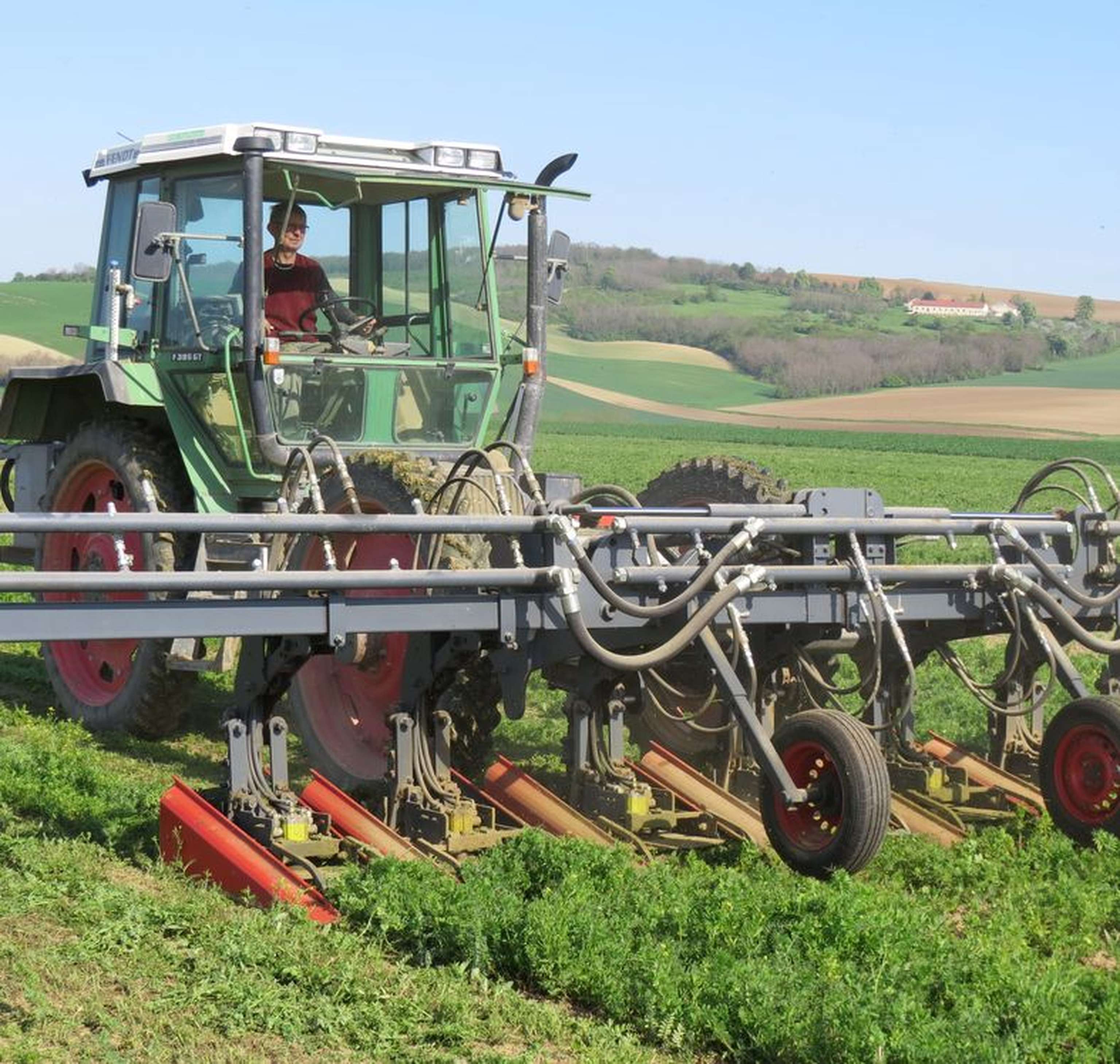 Erster Mulchdurchgang mit dem ZRM 1 in Zuckerrübe im heurigen Frühjahr. Die Begrünung mit Wicke kam gut über den Winter.
Die Zuckerrübe wurde direkt gesät. Das Gerät macht im Nachauflauf auf rein mechanische Weise „reinen Tisch“.
