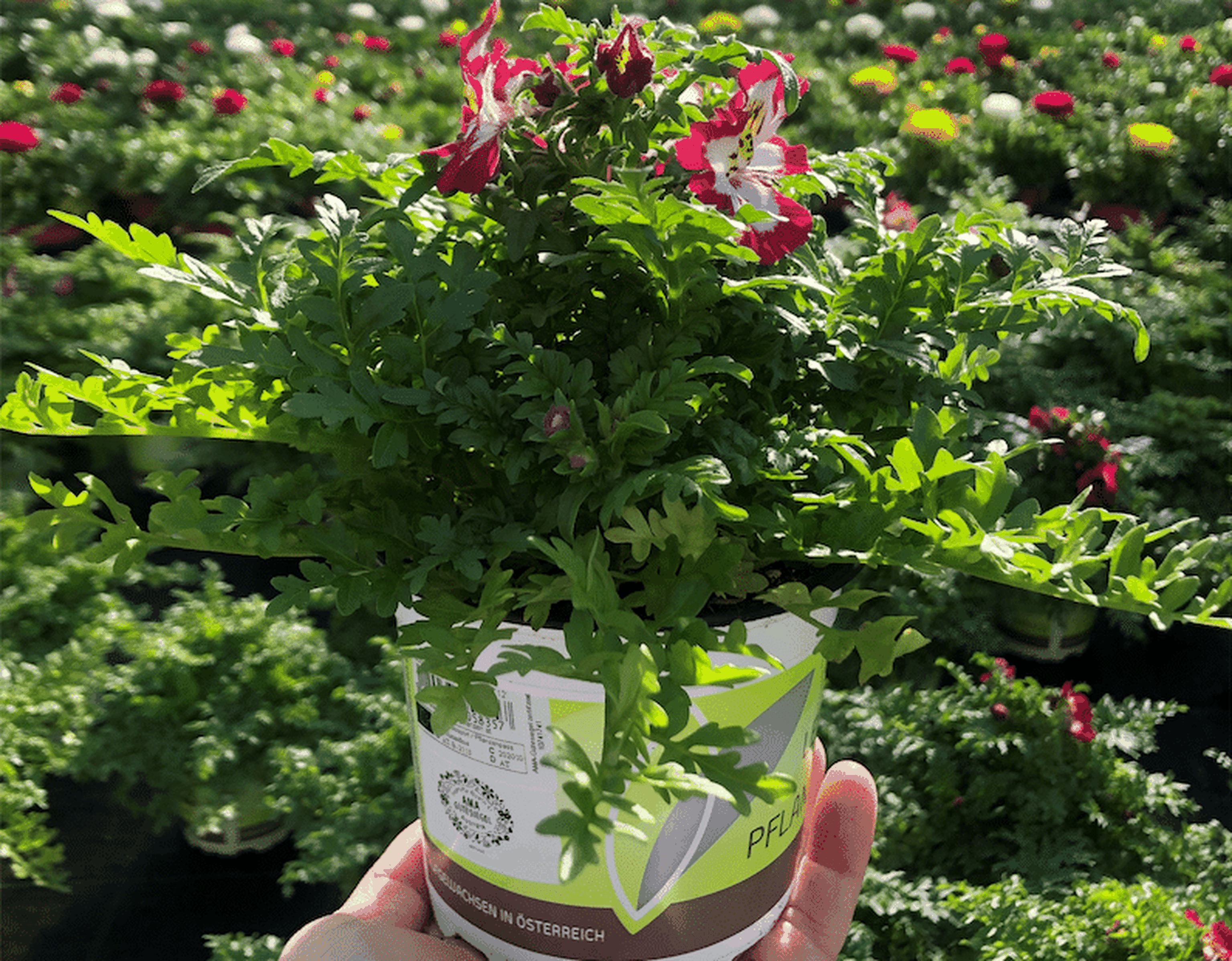 AMA Guetesiegel Zierpflanzen